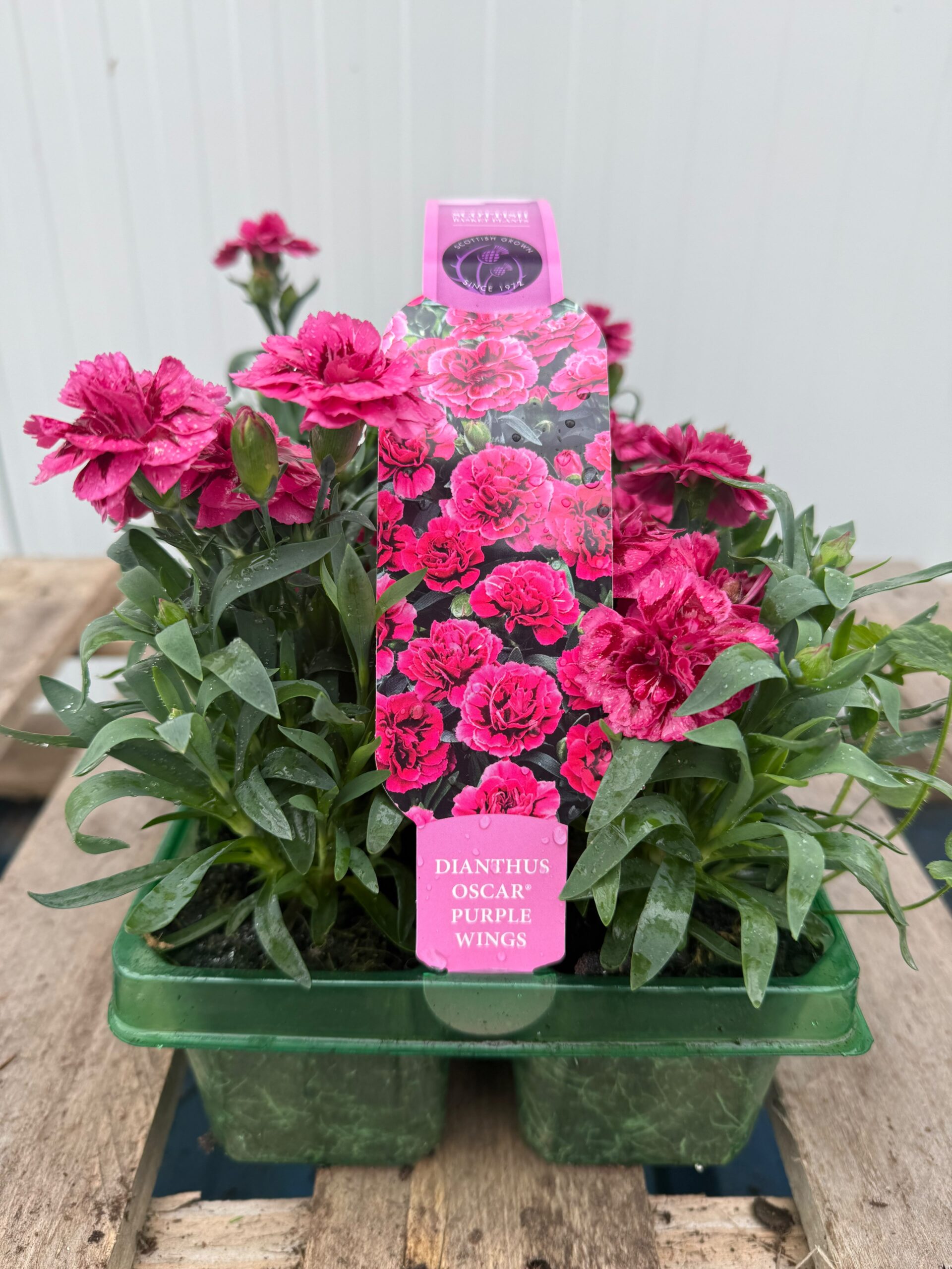Picture of Dianthus Oscar Purple Wings