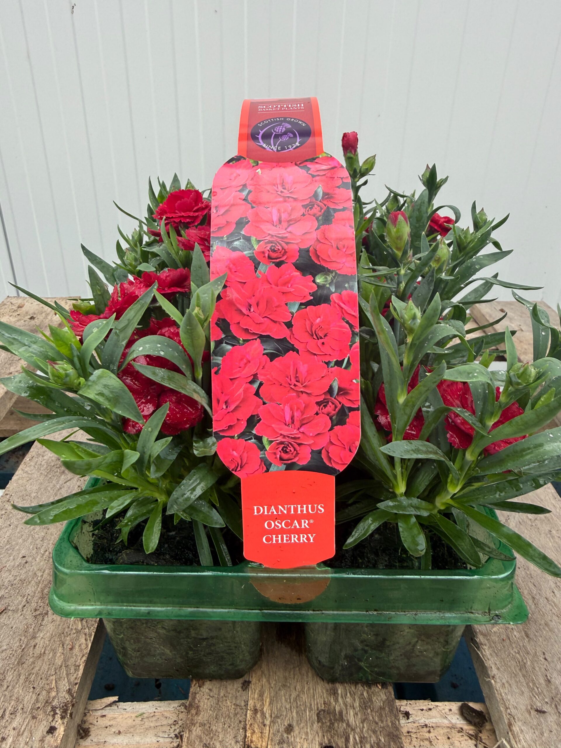 Picture of Dianthus Oscar Cherry