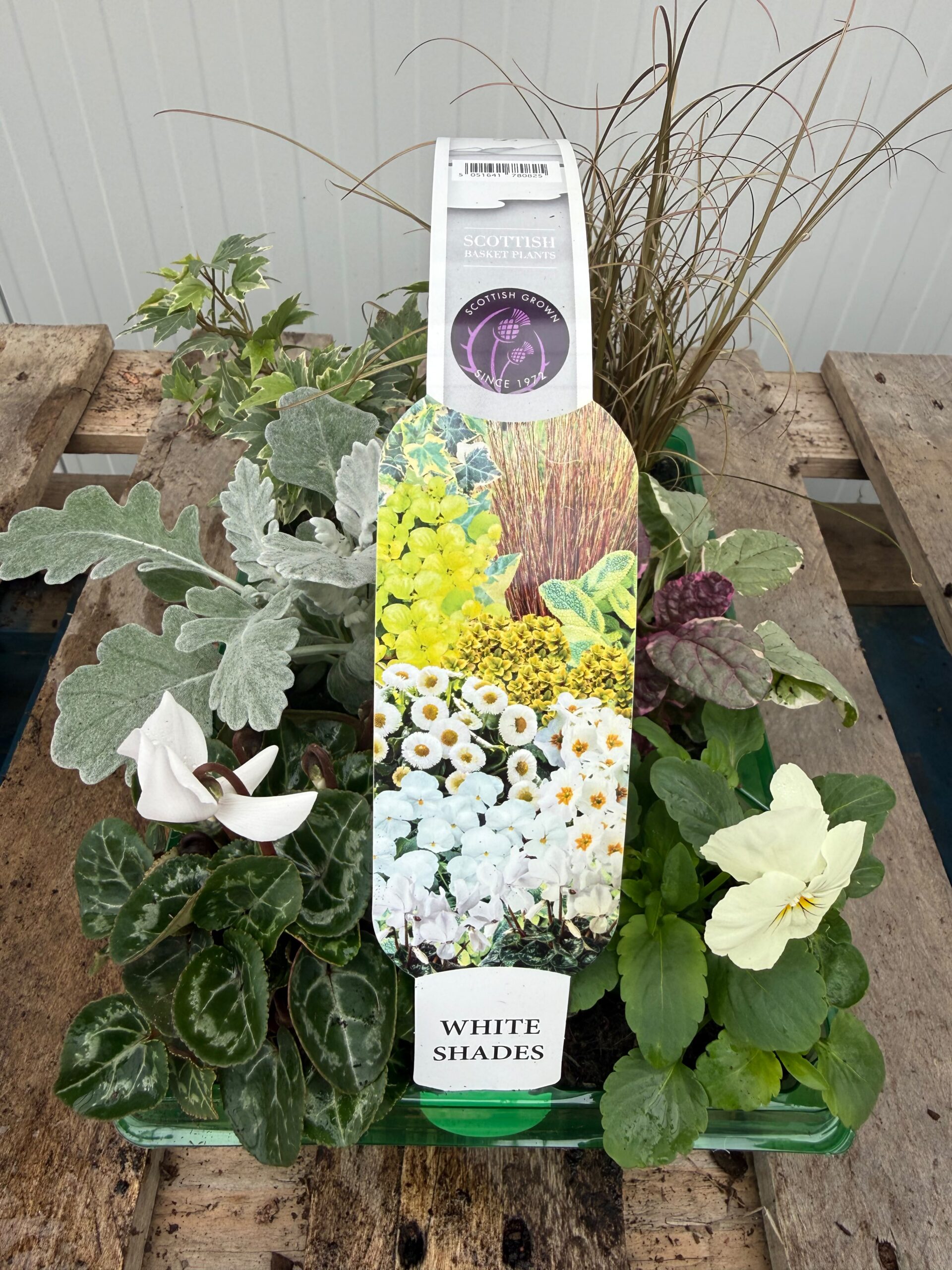 Picture of Autumn Shades - White