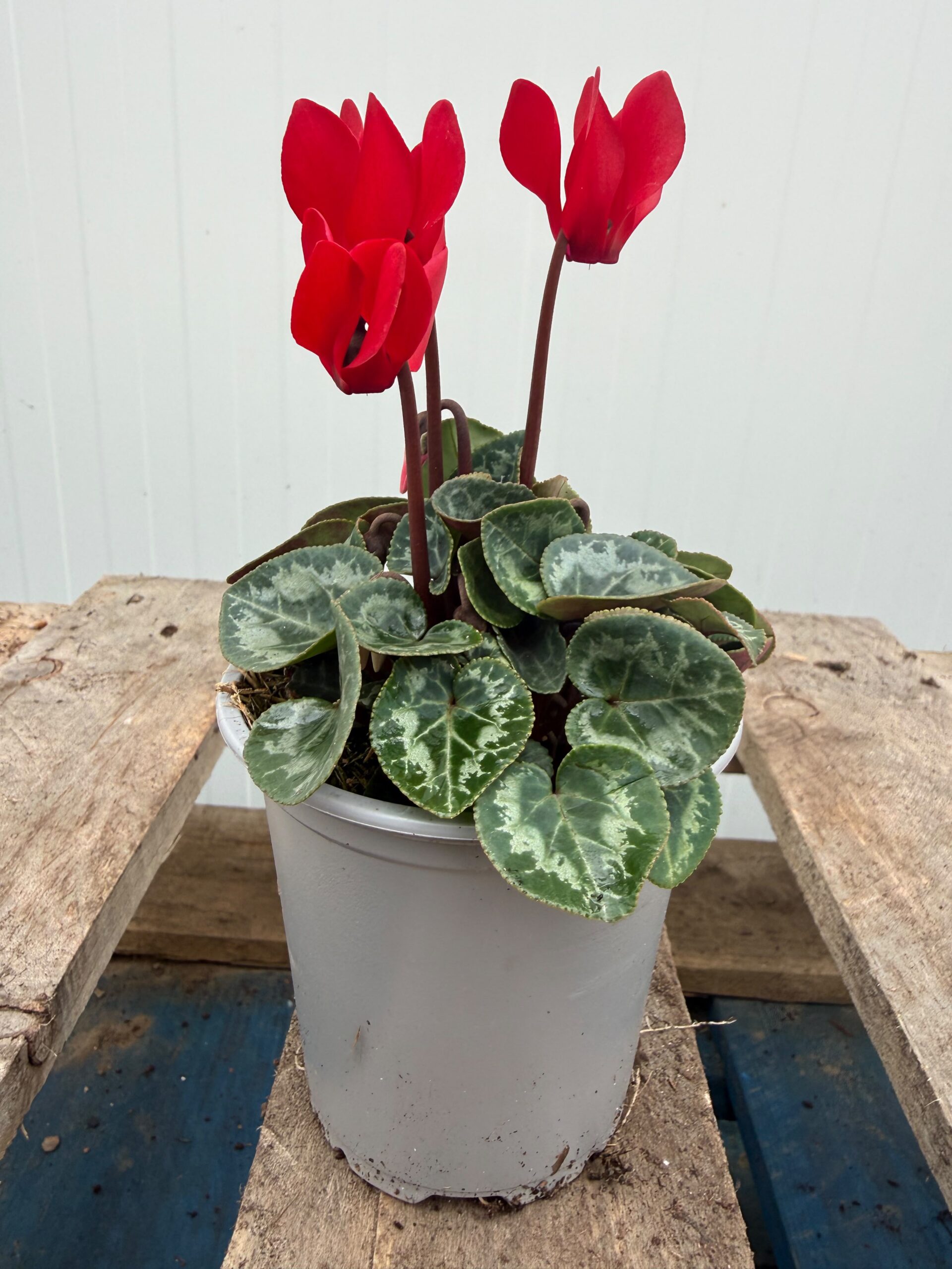Picture of Cyclamen Red