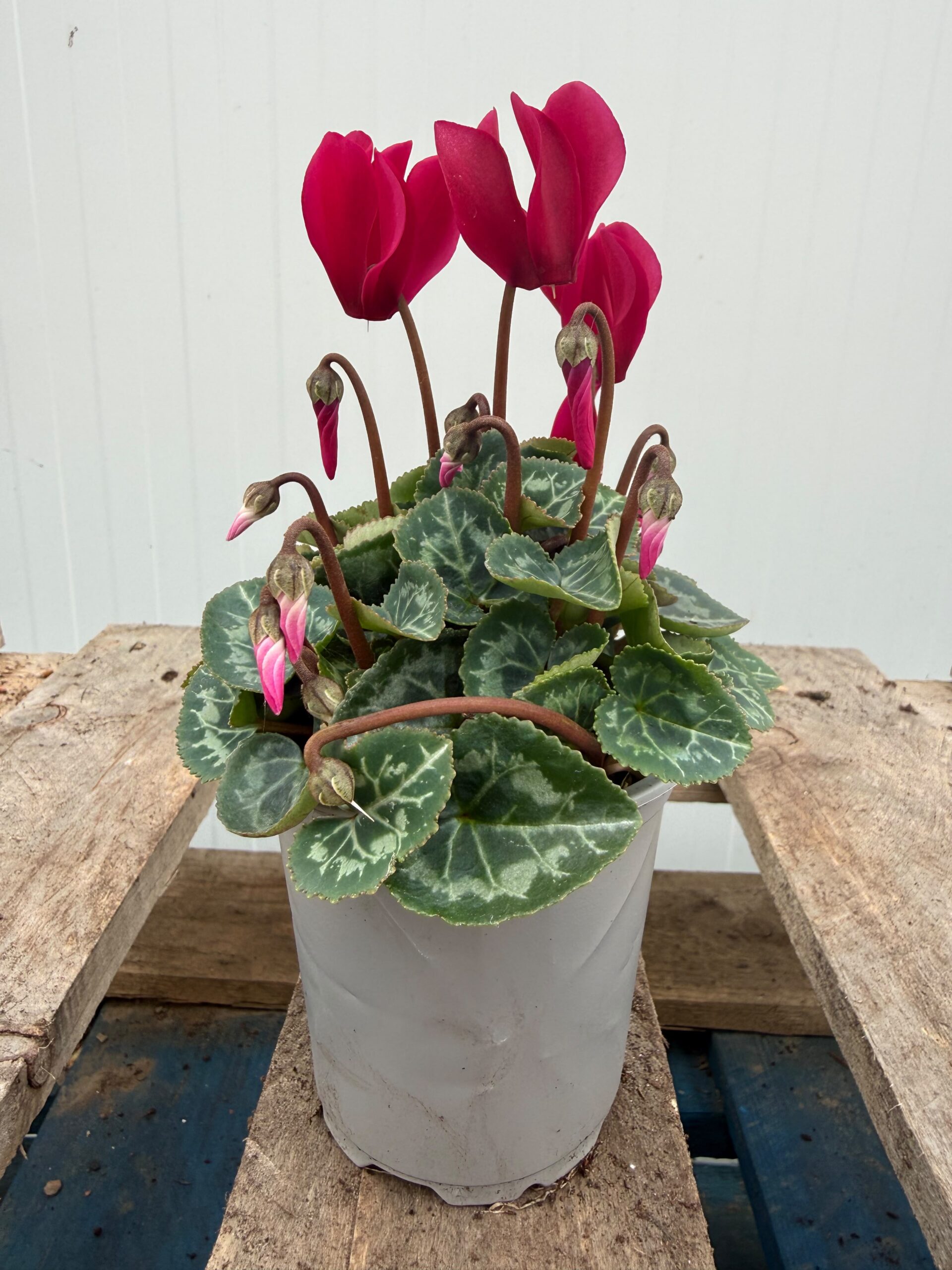 Picture of Cyclamen Violet