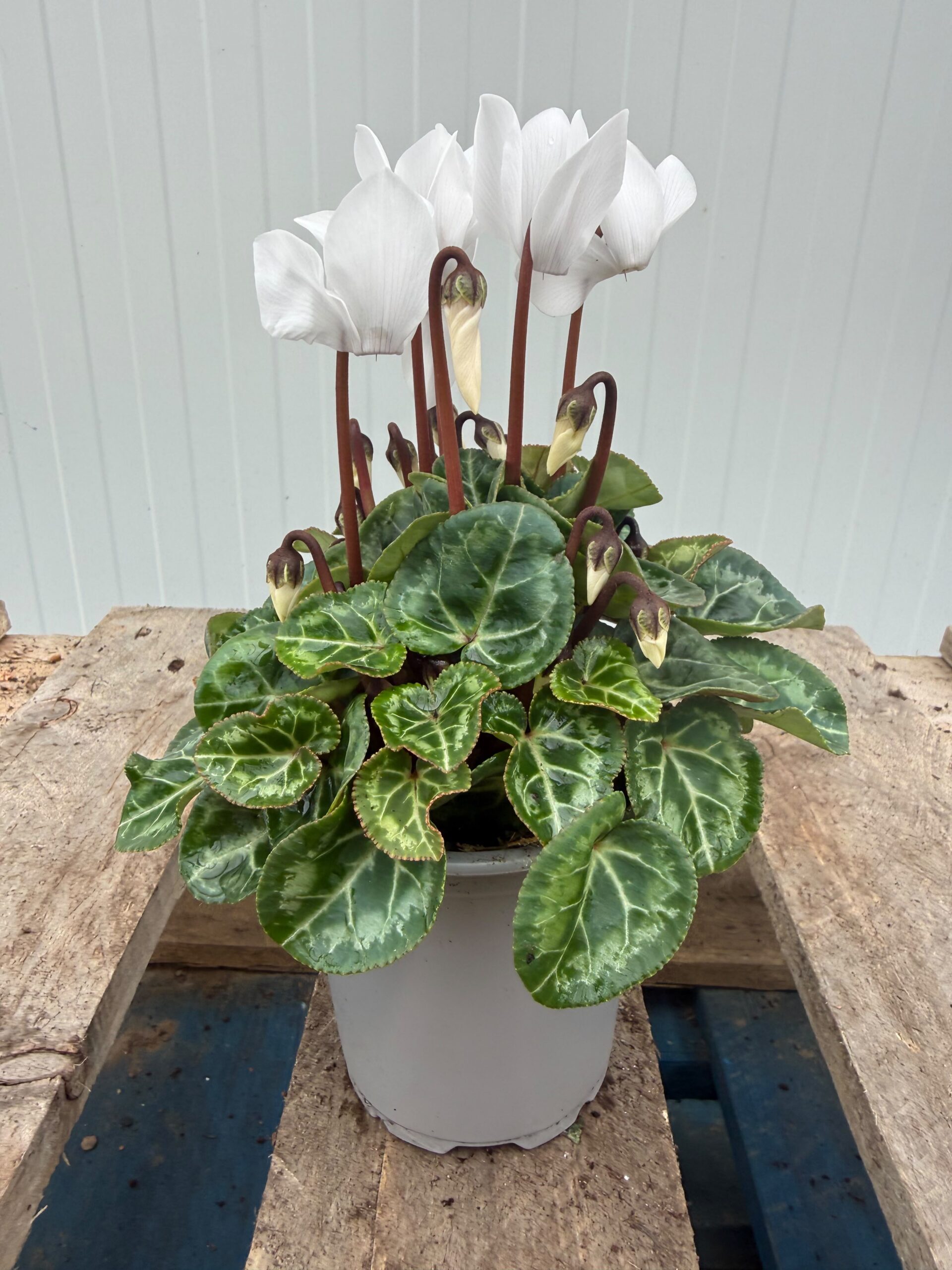 Picture of Cyclamen White