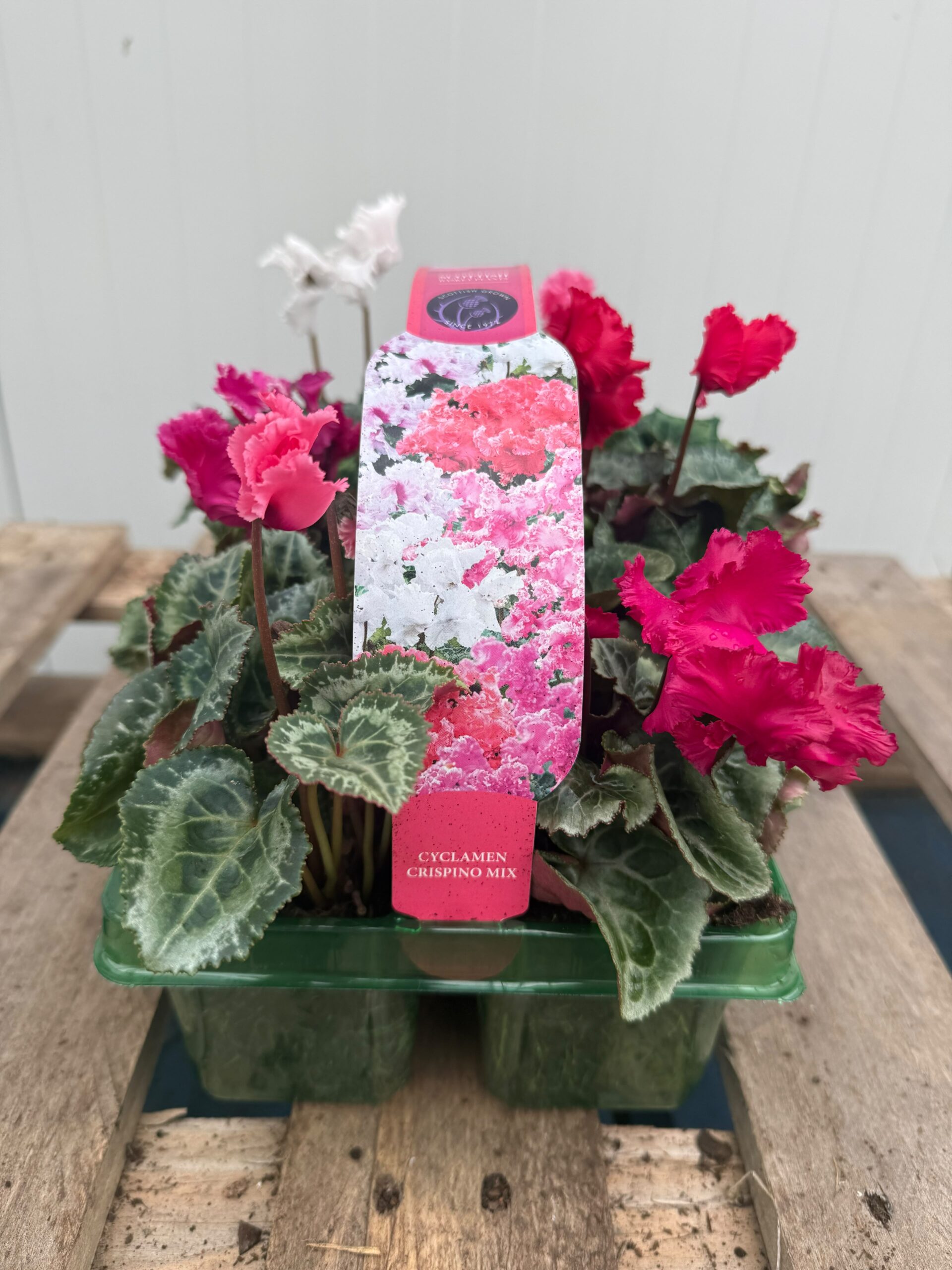 Picture of Cyclamen Crispino Mix
