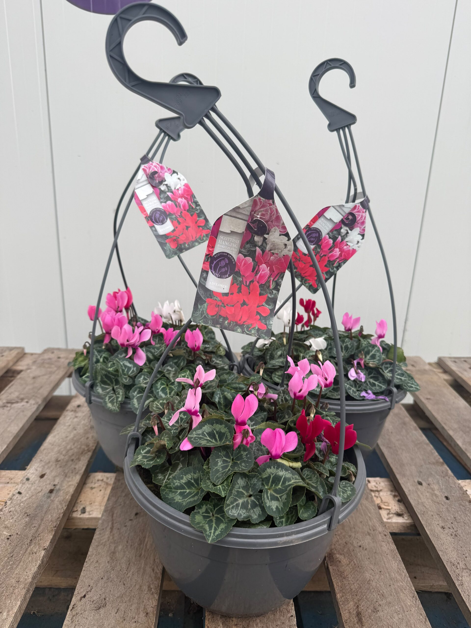 Picture of Cyclamen Hanging Basket - Mixed