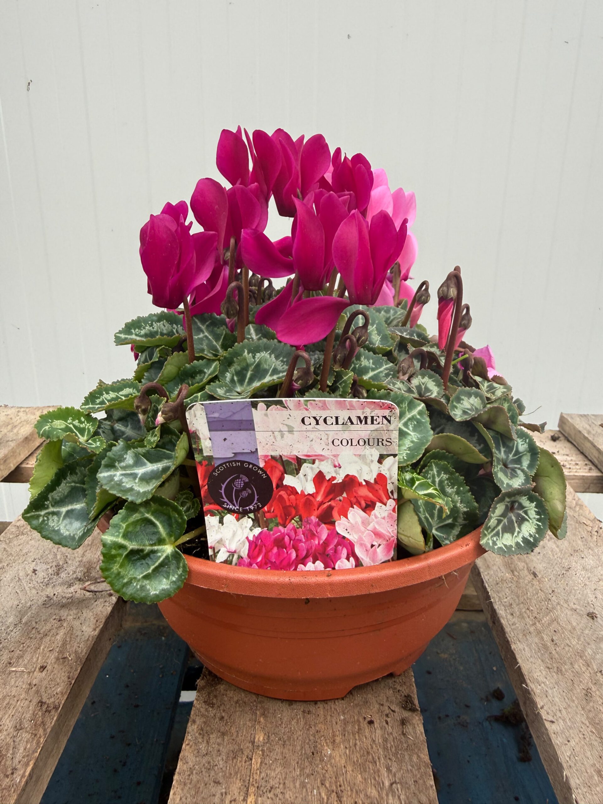 Picture of Cyclamen Bowl - Mix