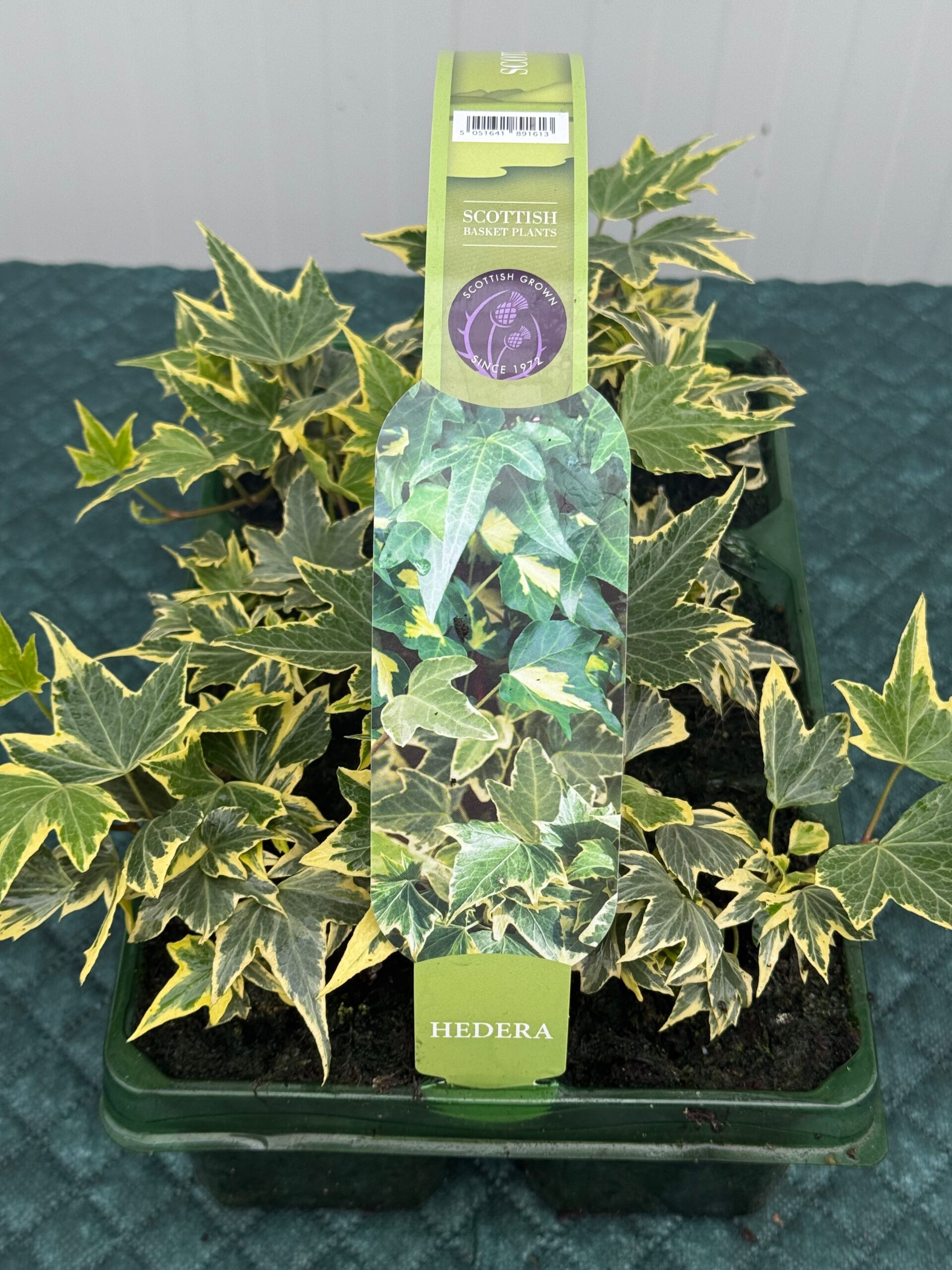 Picture of Hedera Variegated Golden