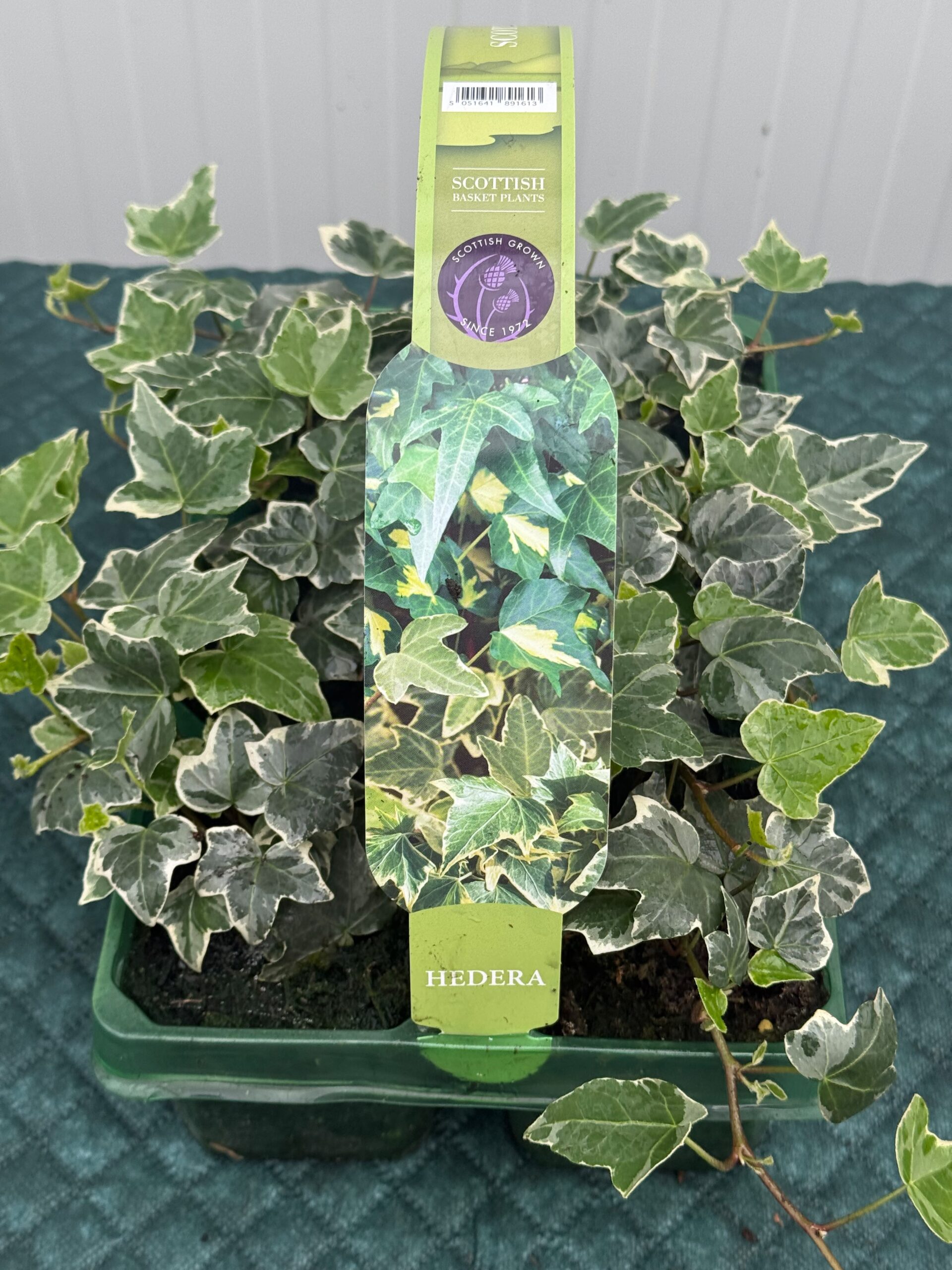 Picture of Hedera Variegated White