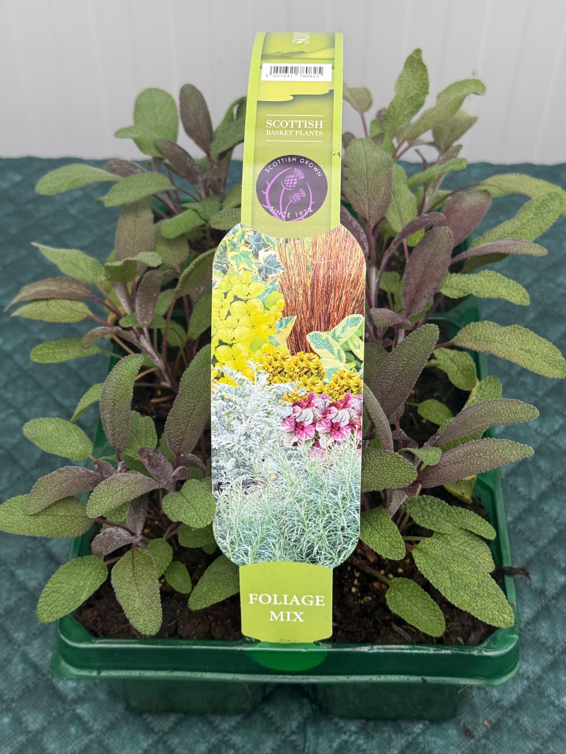 Picture of Salvia purpurea