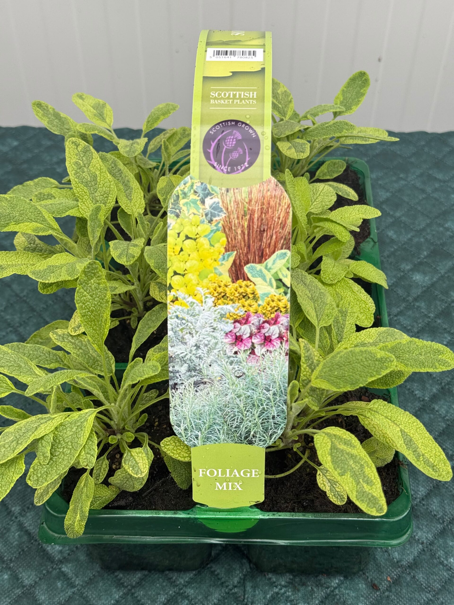 Picture of Salvia Gold