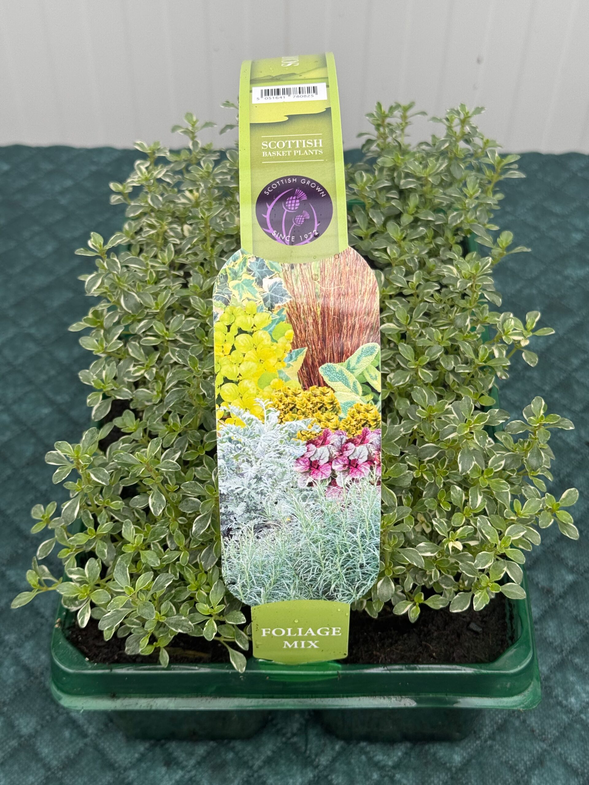 Picture of Thymus Doone Valley