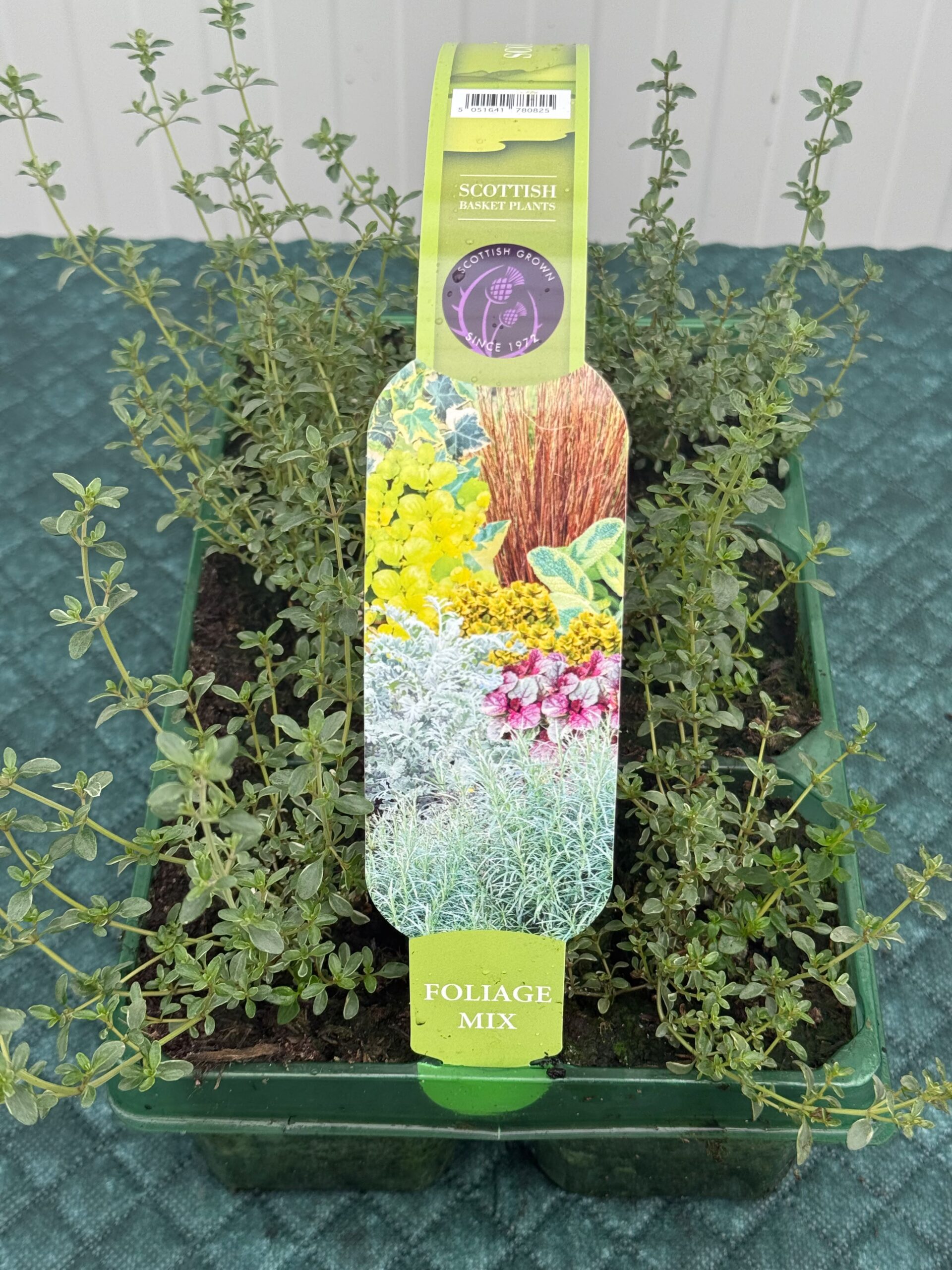 Picture of Thymus Summerdreams Silver