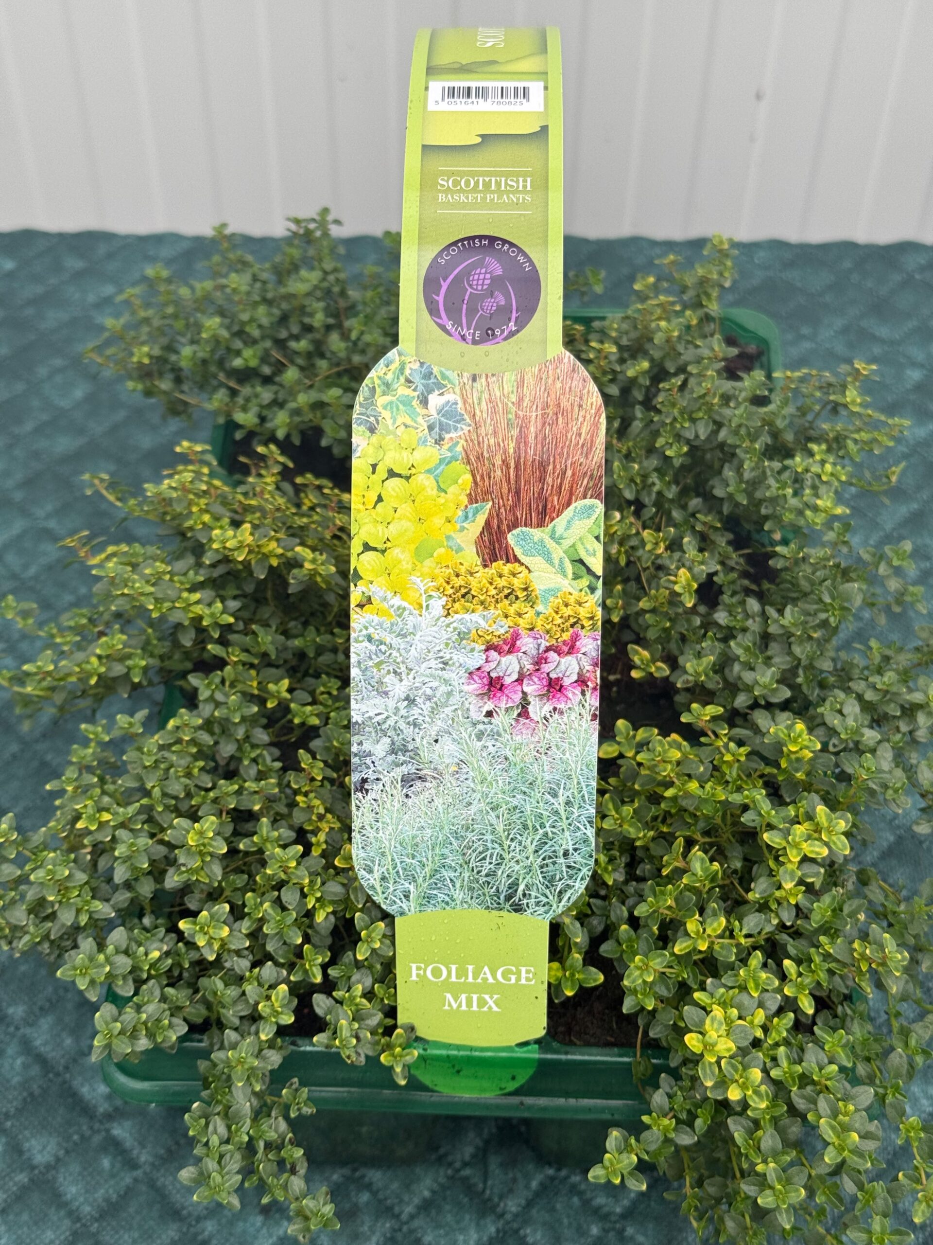 Picture of Thymus Archer Gold