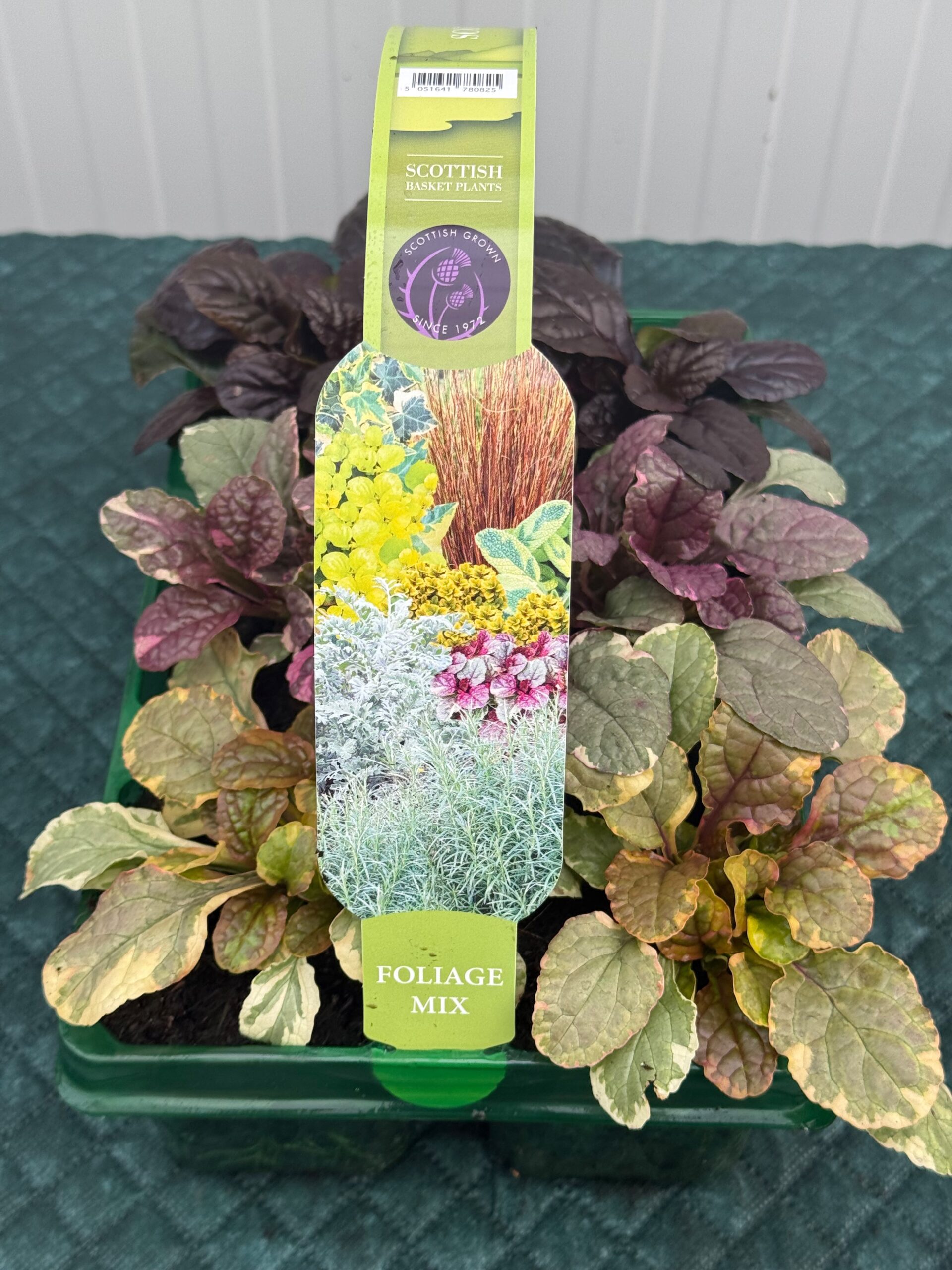 Picture of Ajuga Mix