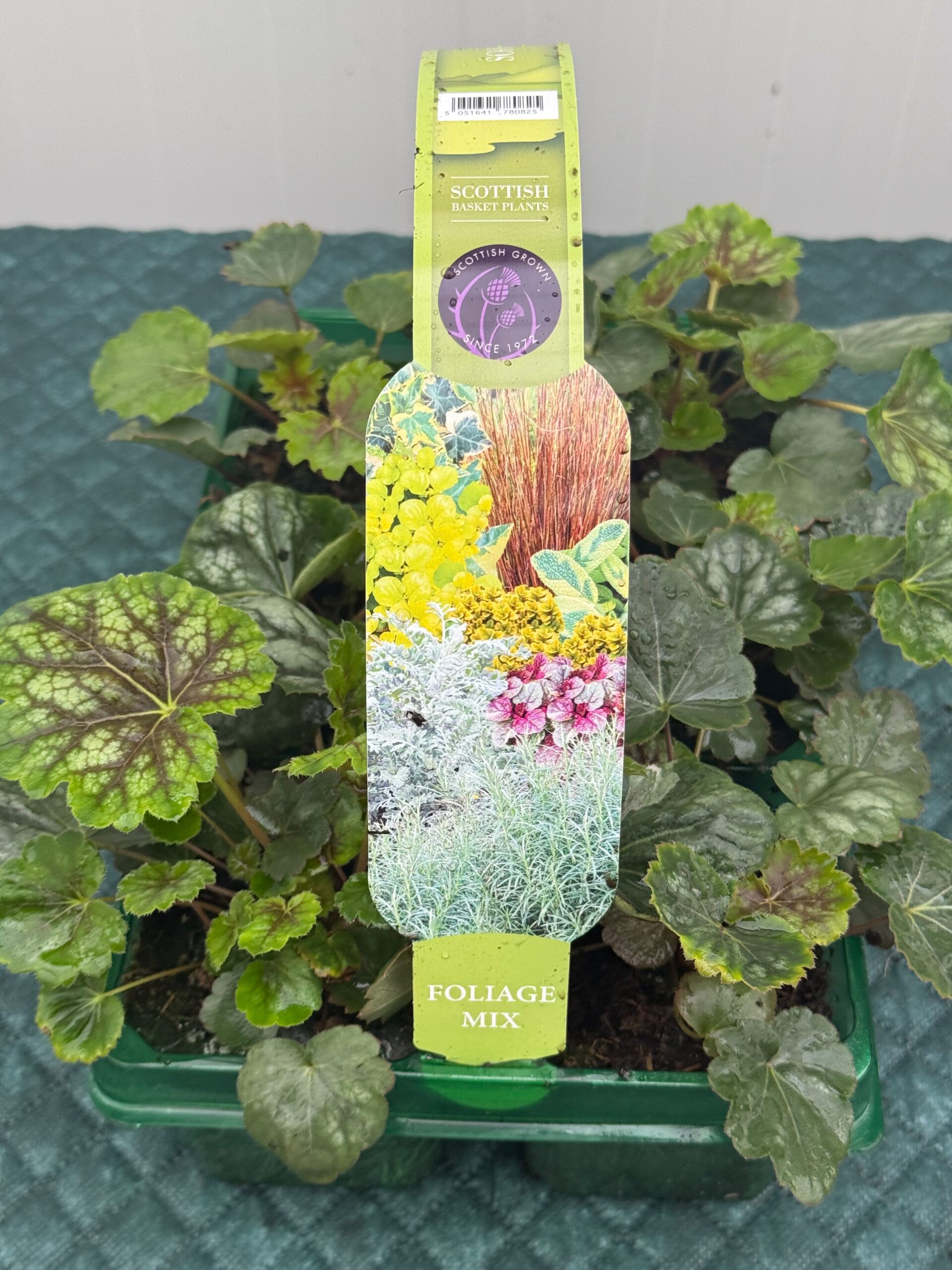 Picture of Heuchera Marvelous Marble