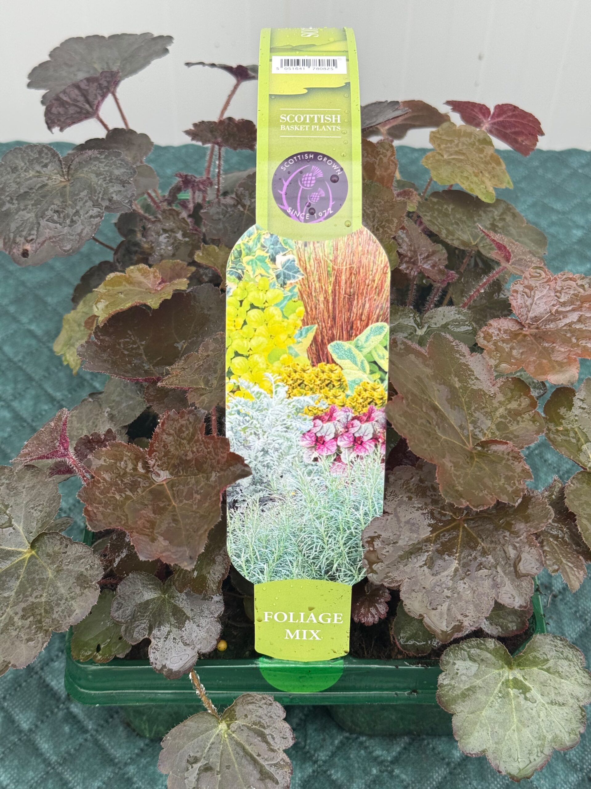 Picture of Heuchera Palace Purple
