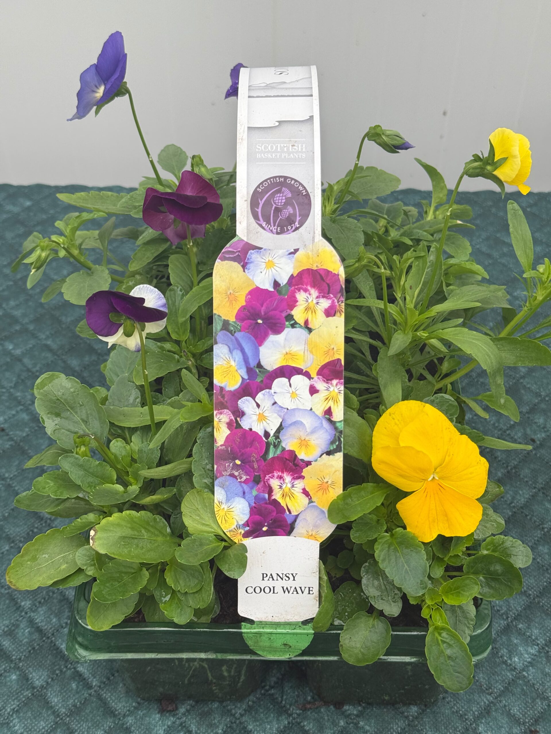 Picture of Pansy Coolwave