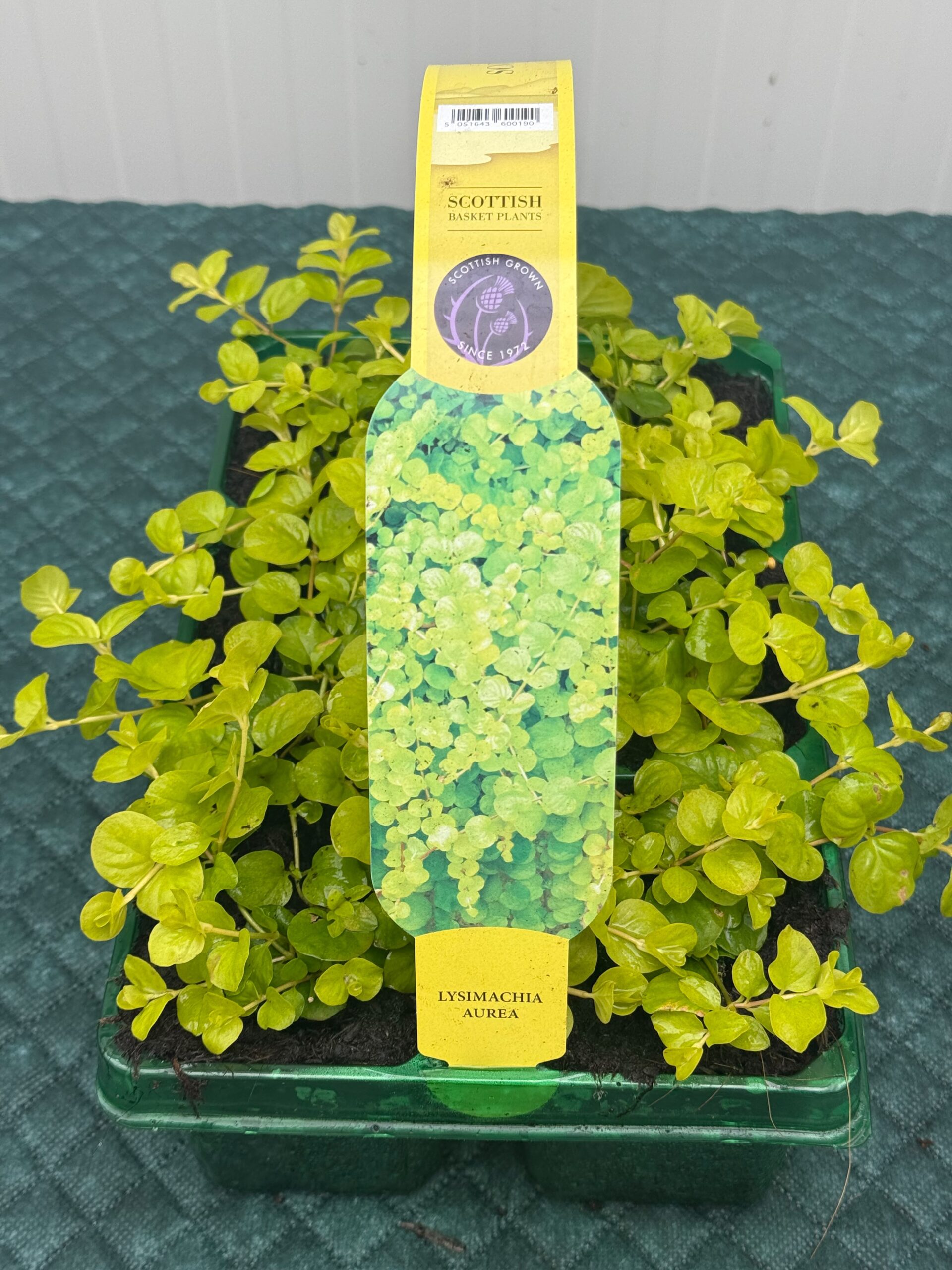Picture of Lysimachia Aurea