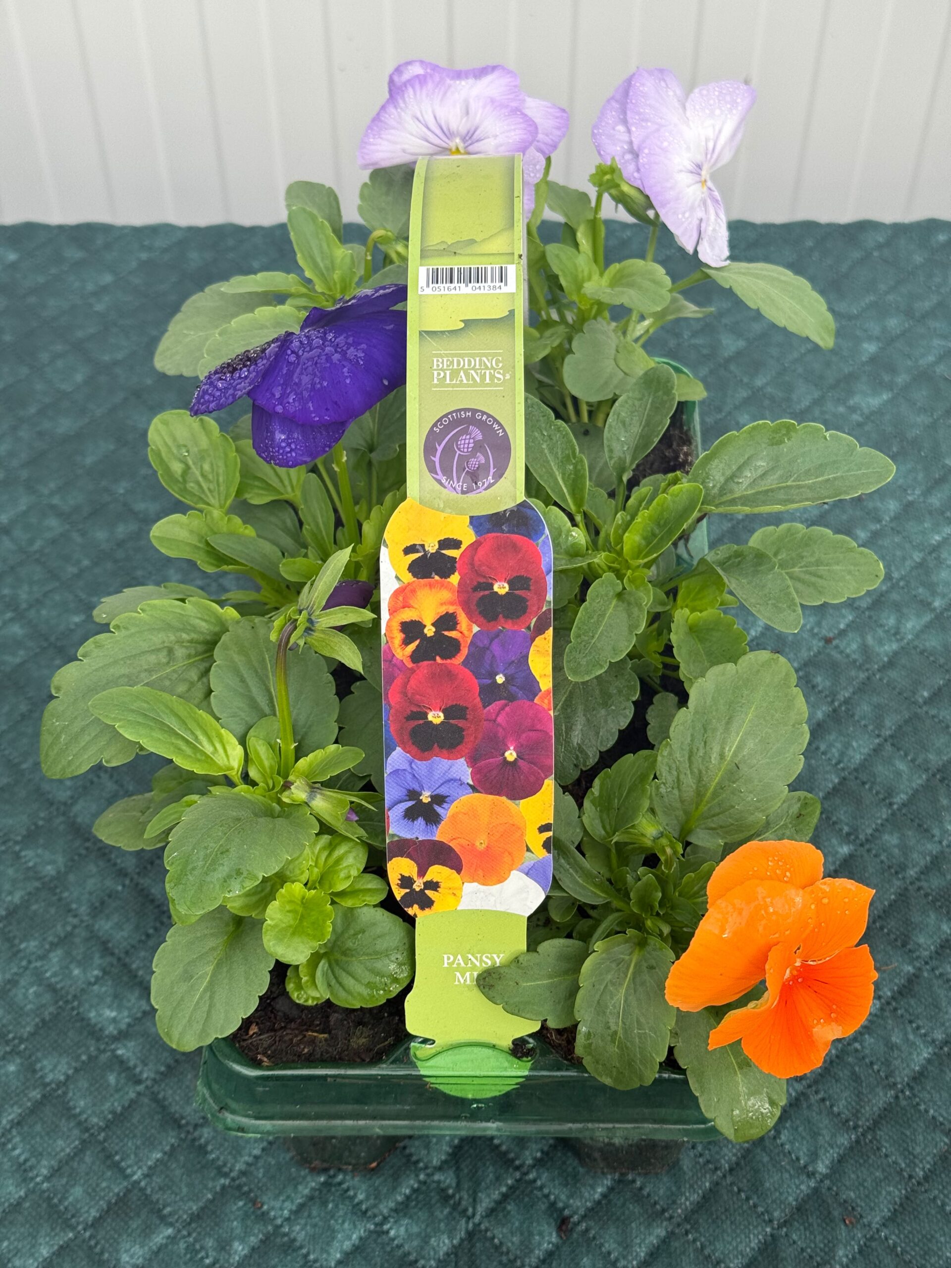 Picture of Pansy Mix