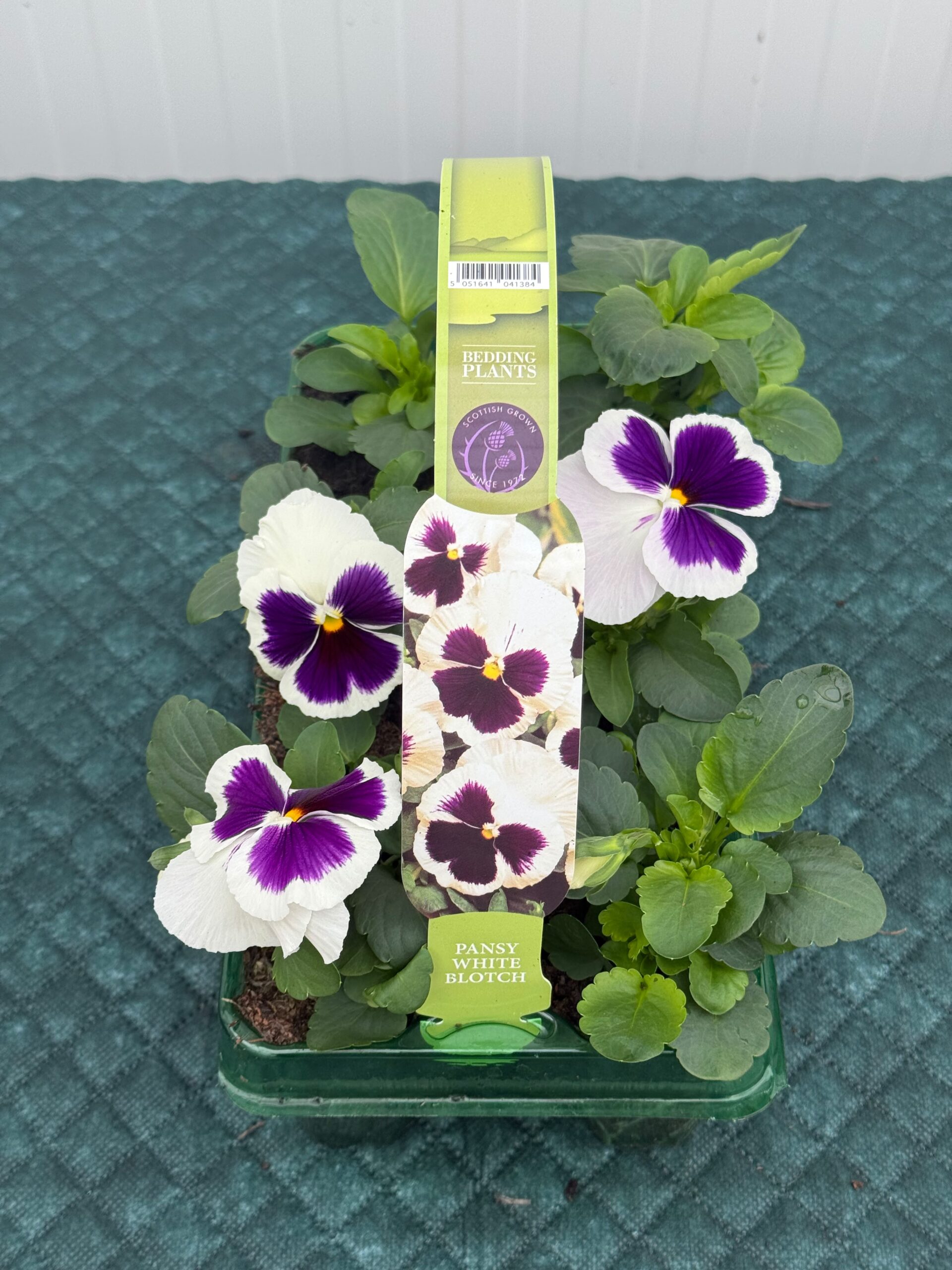 Picture of Pansy White Blotch