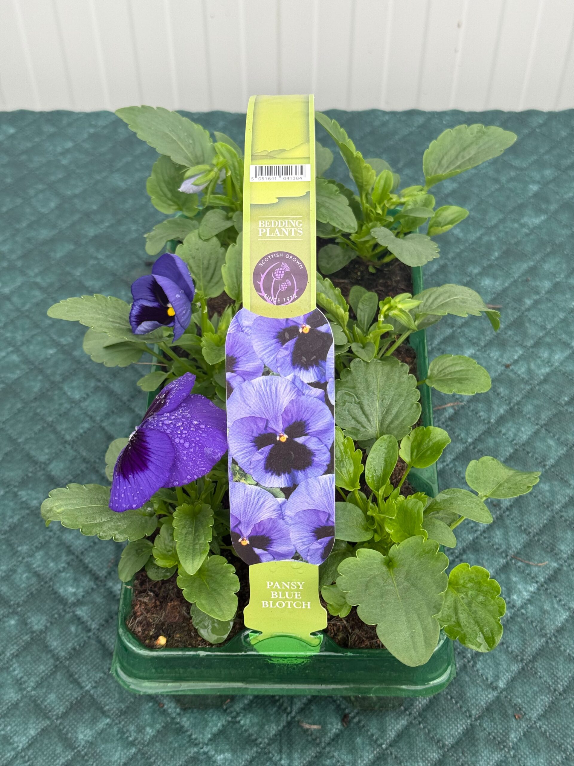 Picture of Pansy Blue Blotch
