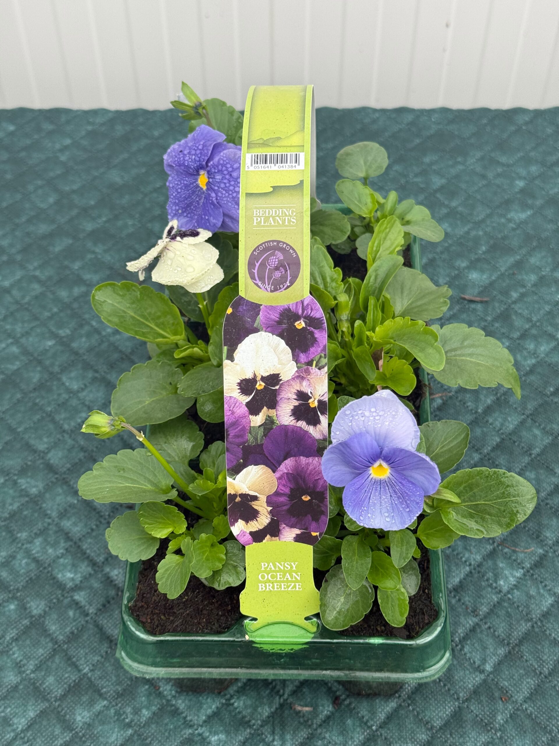 Picture of Pansy Ocean Breeze