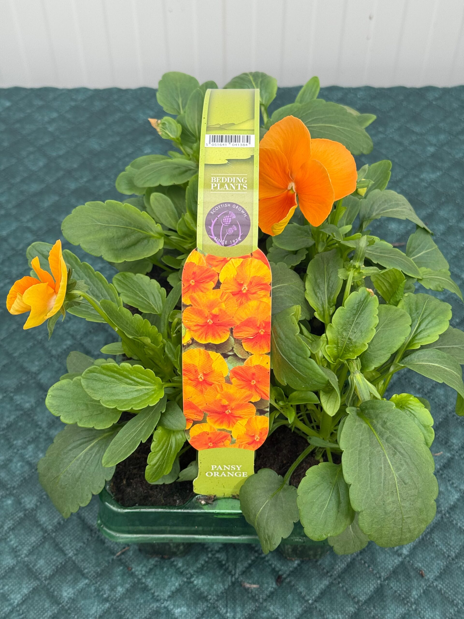 Picture of Pansy Orange