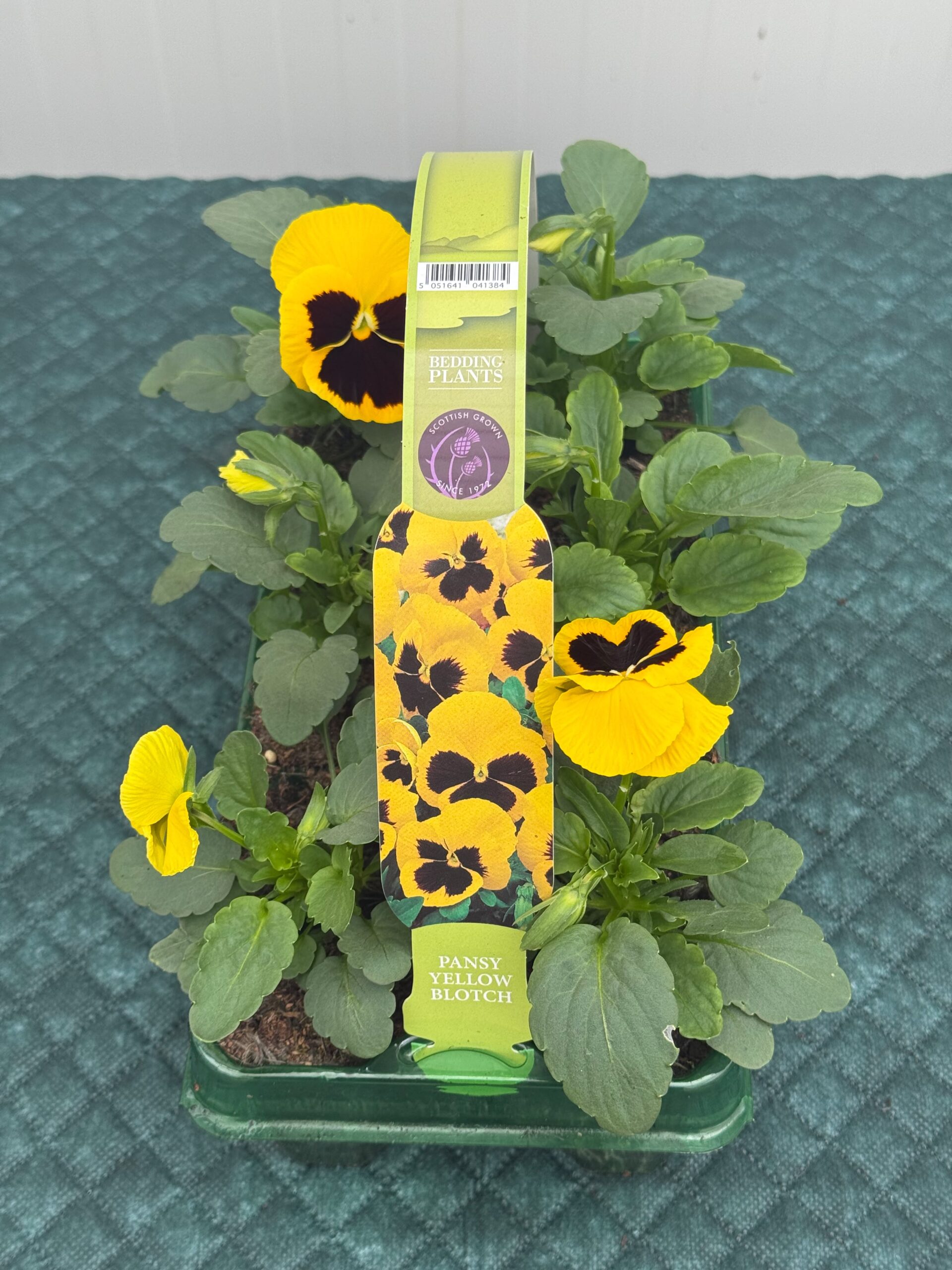 Picture of Pansy Yellow Blotch