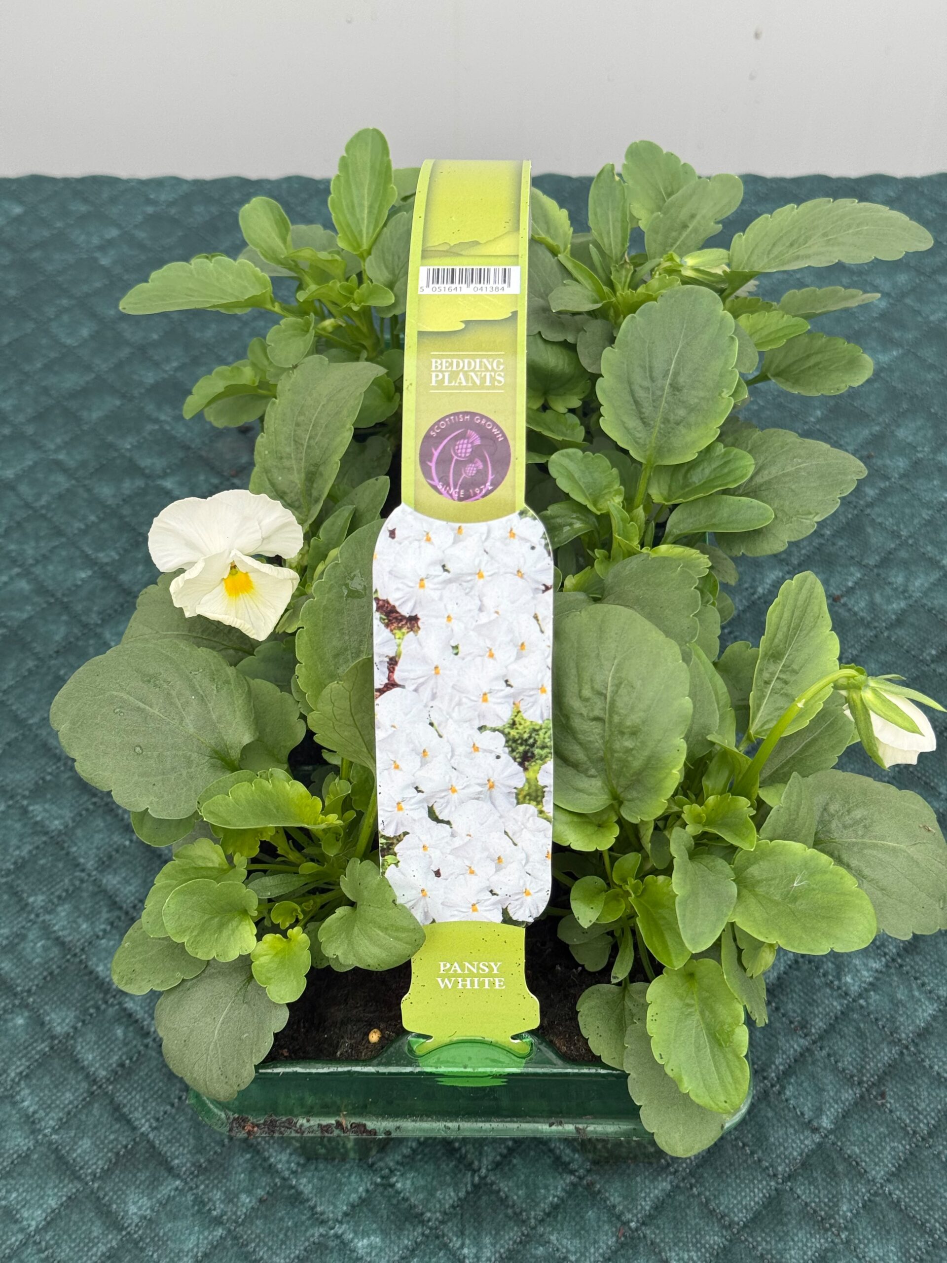 Picture of Pansy White