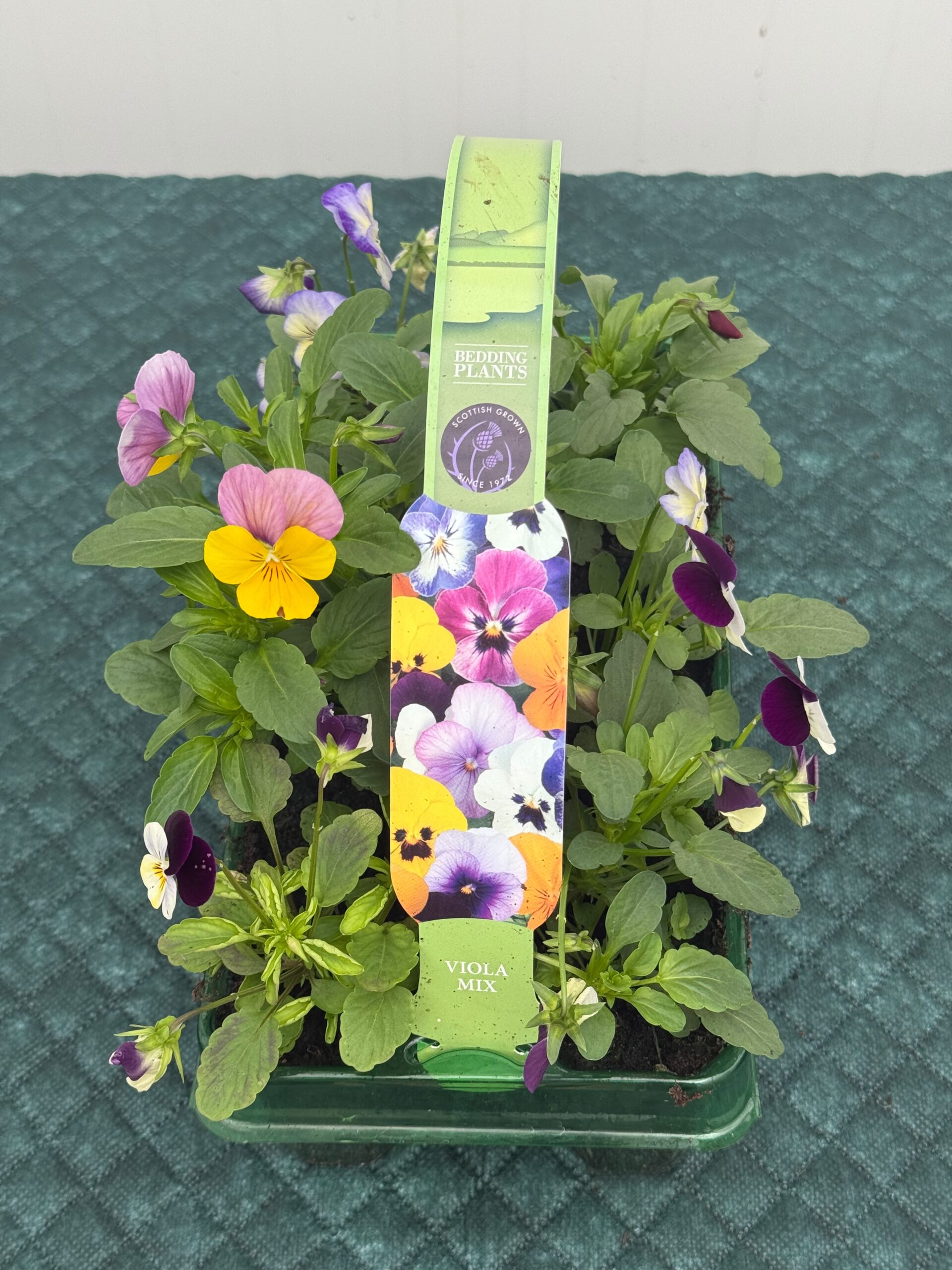Picture of Viola Mix
