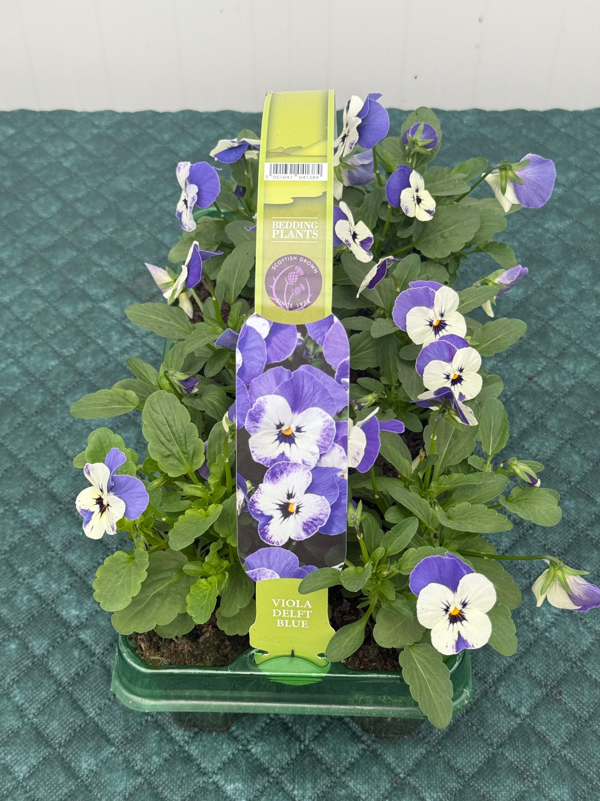 Picture of Viola Delft Blue