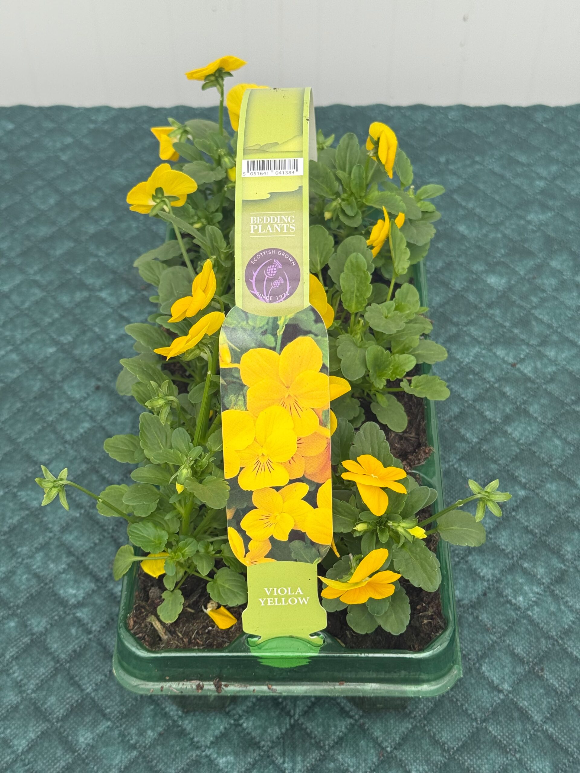 Picture of Viola Yellow