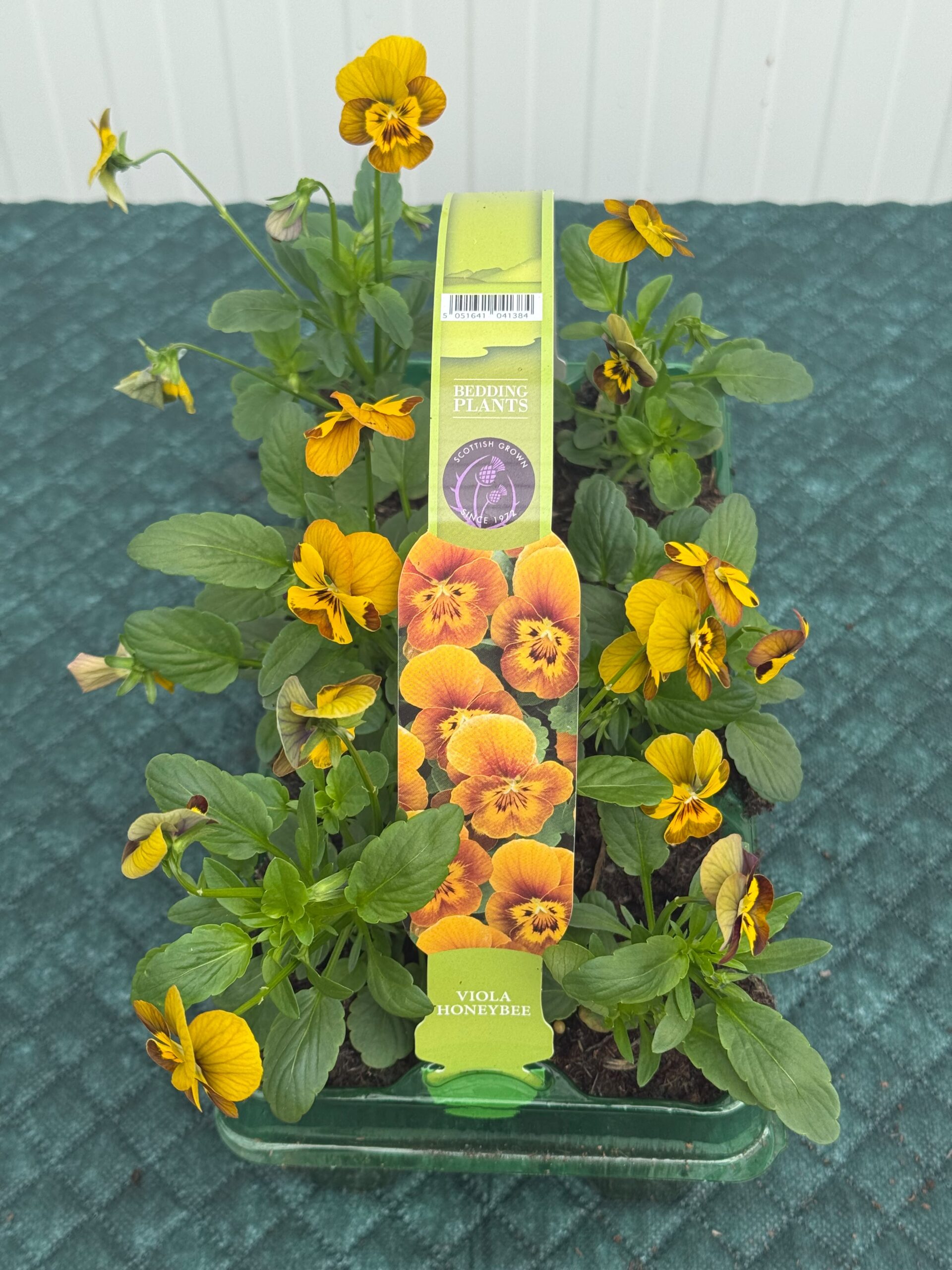 Picture of Viola Honeybee