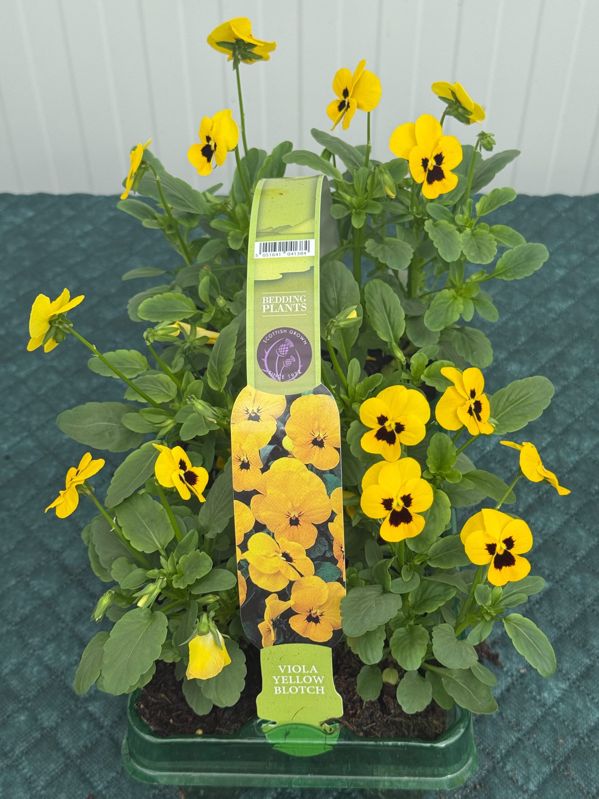 Picture of Viola Yellow Blotch