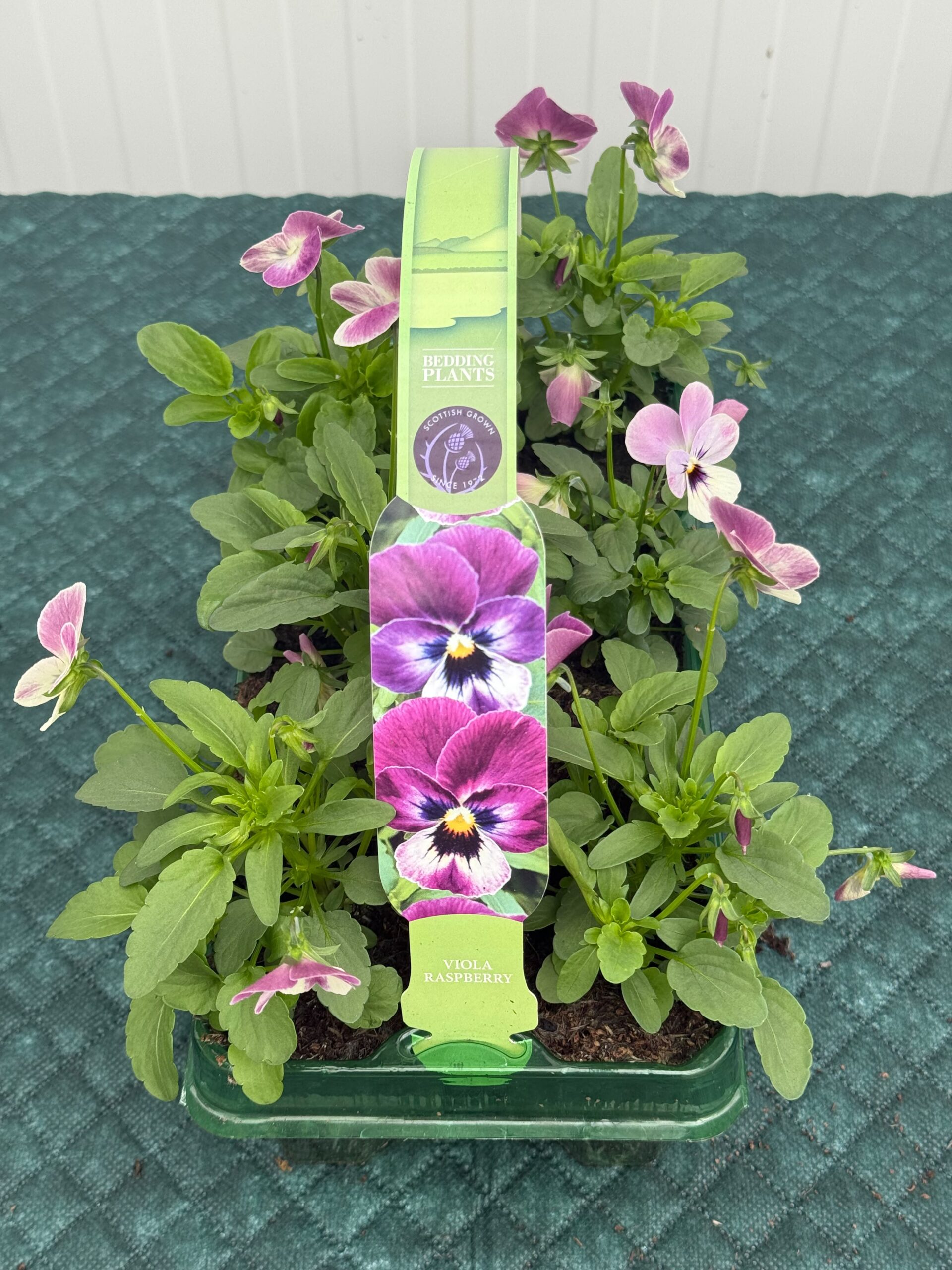 Picture of Viola Raspberry