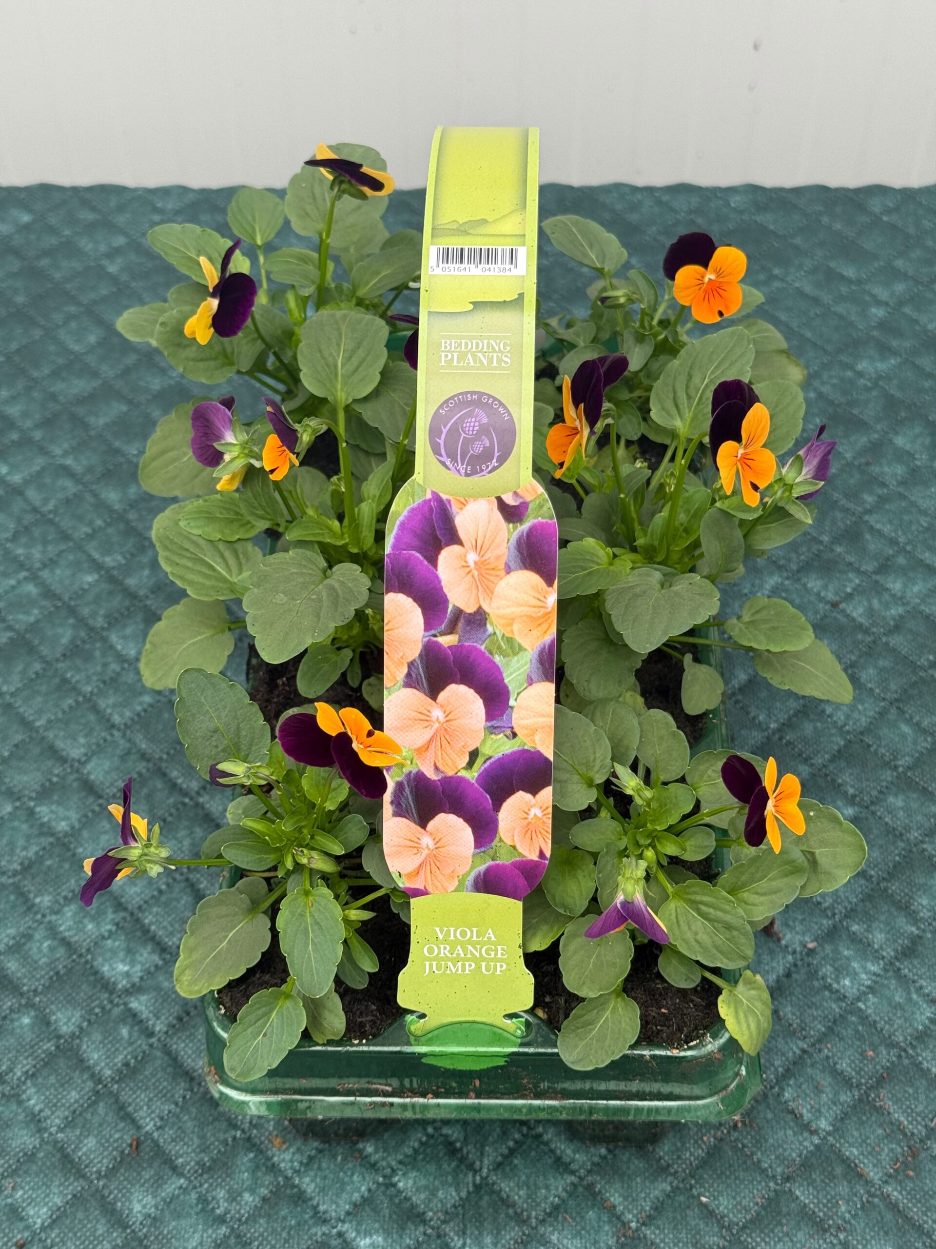 Picture of Viola Orange Jump Up
