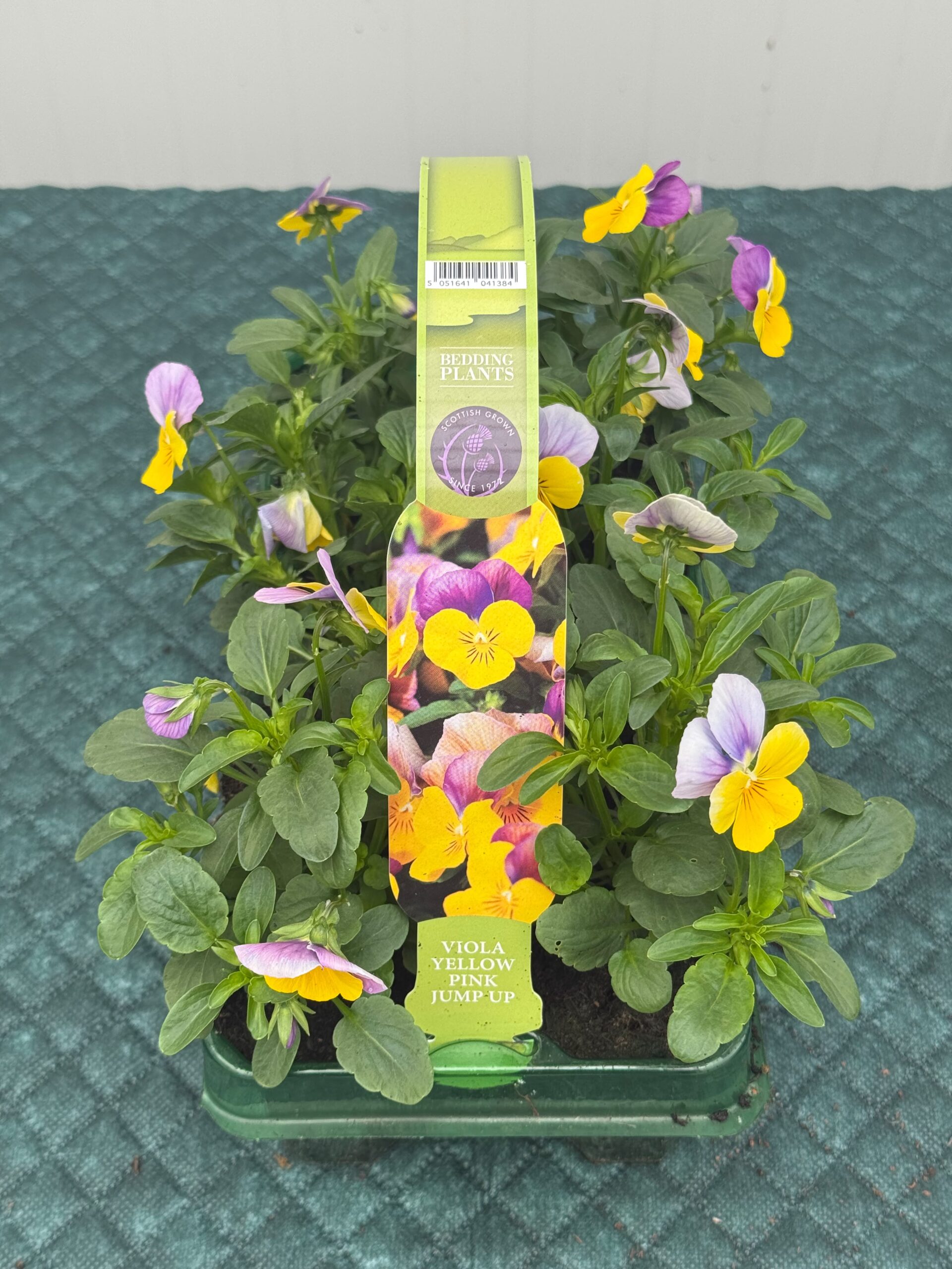 Picture of Viola Yellow Pink Jump Up