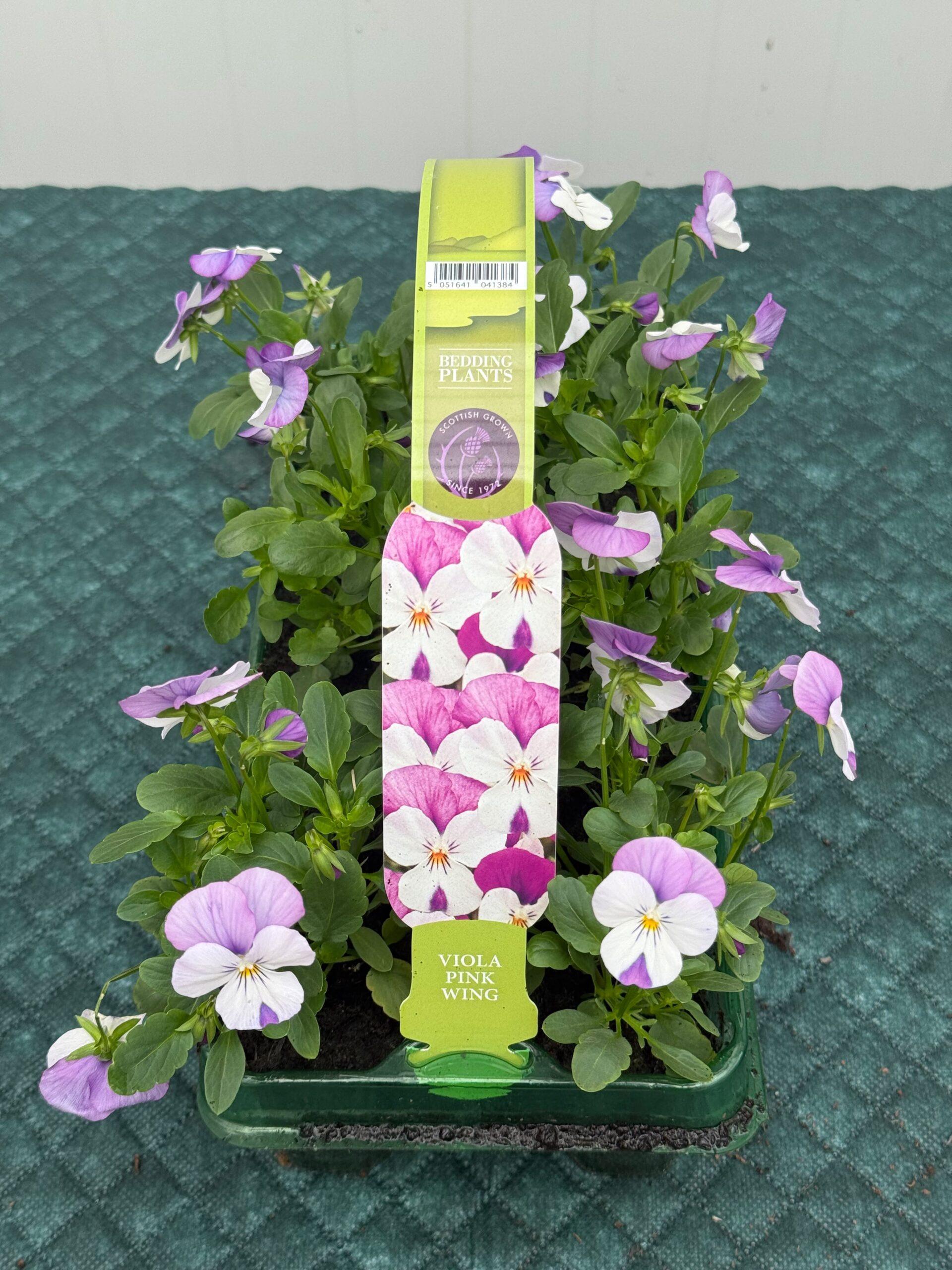 Picture of Viola Purple Wing