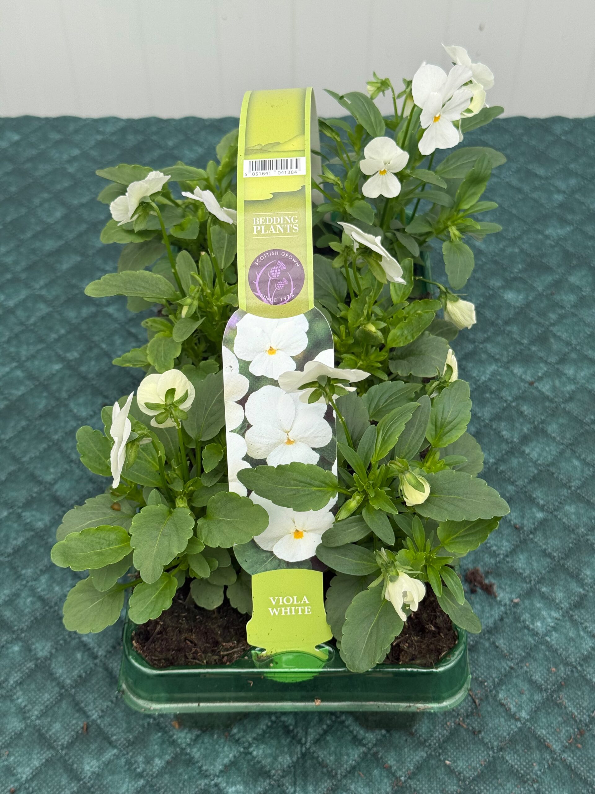 Picture of Viola True Blue