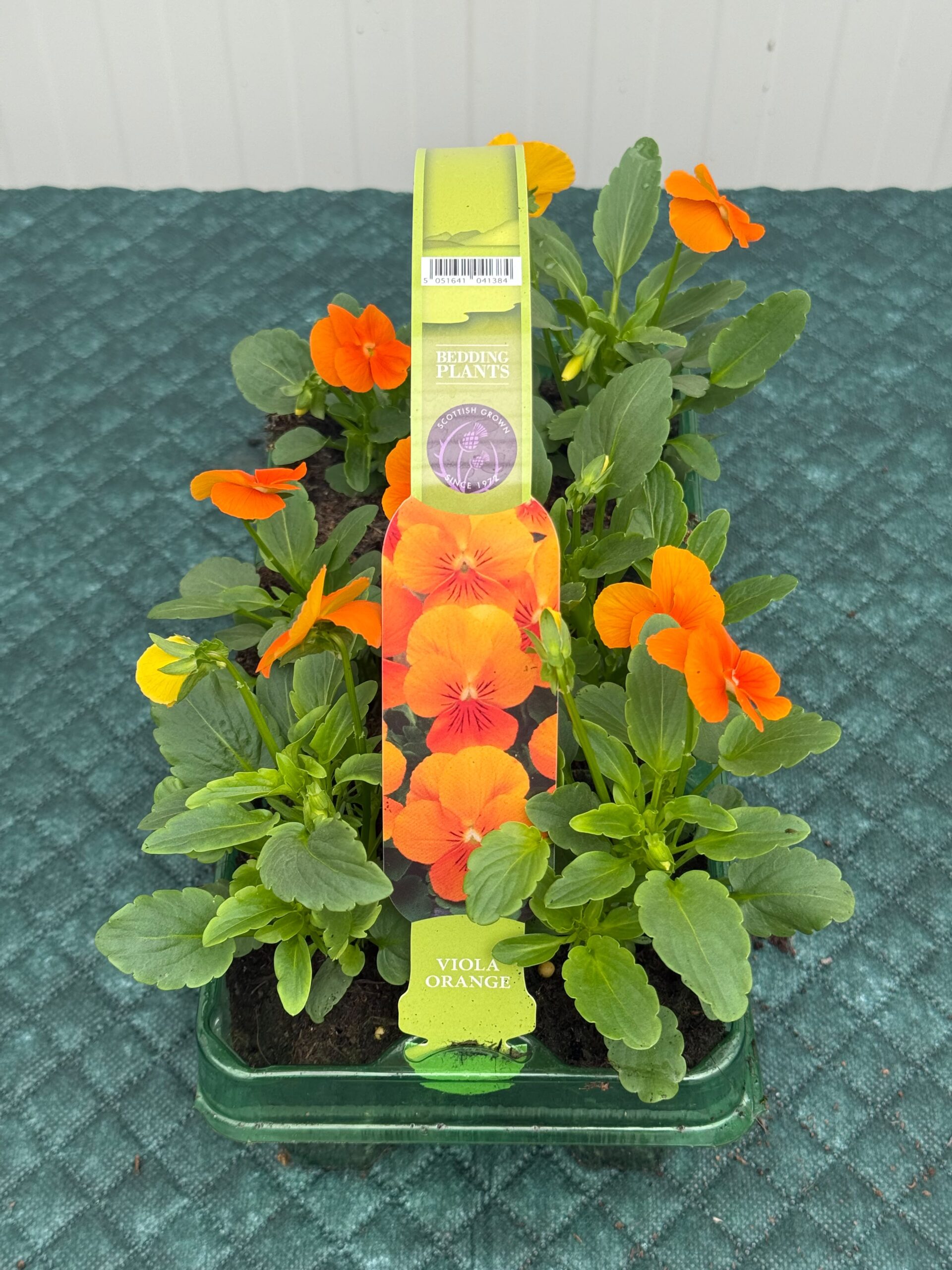 Picture of Viola Orange 