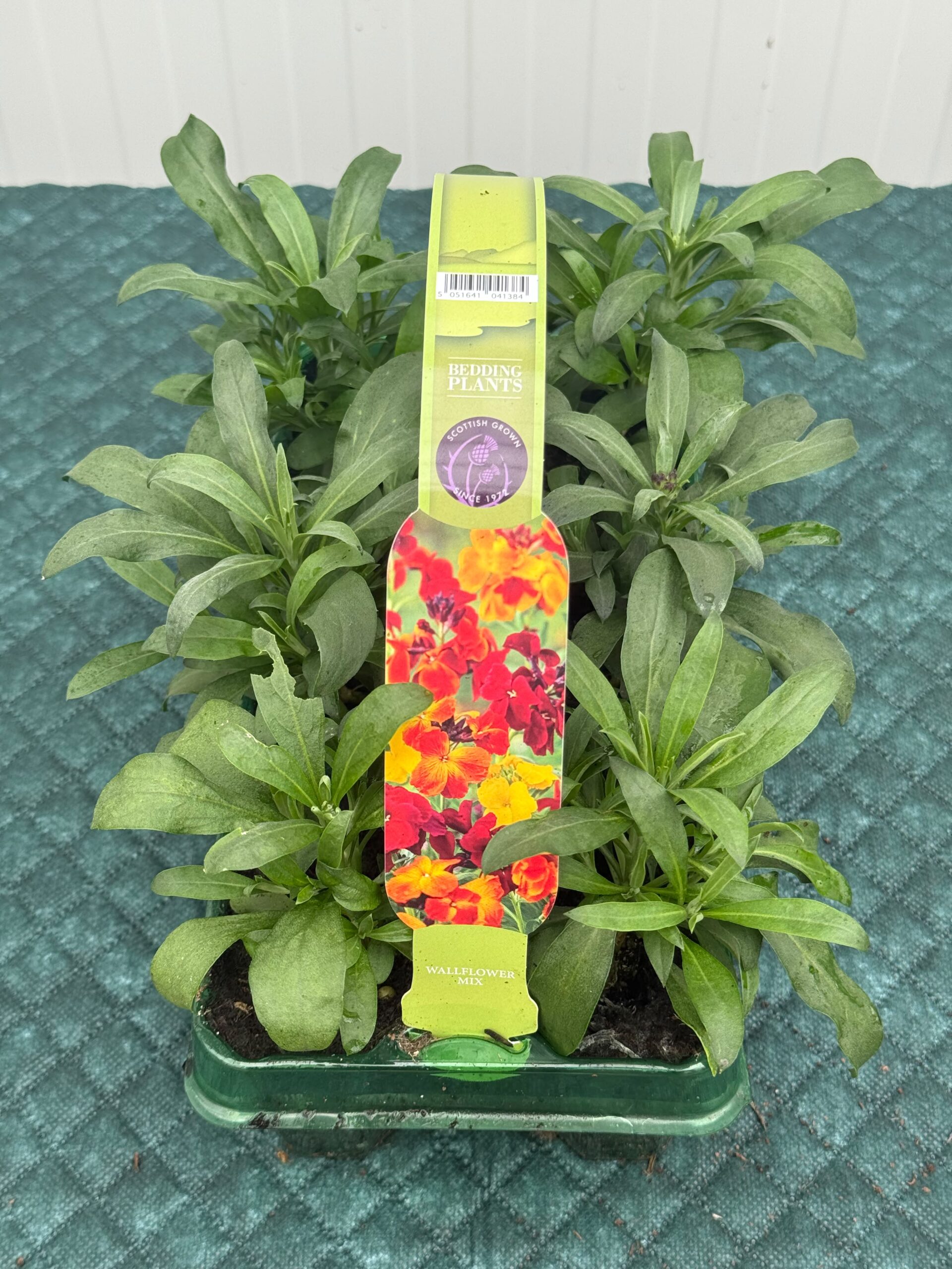 Picture of Wallflower Mix