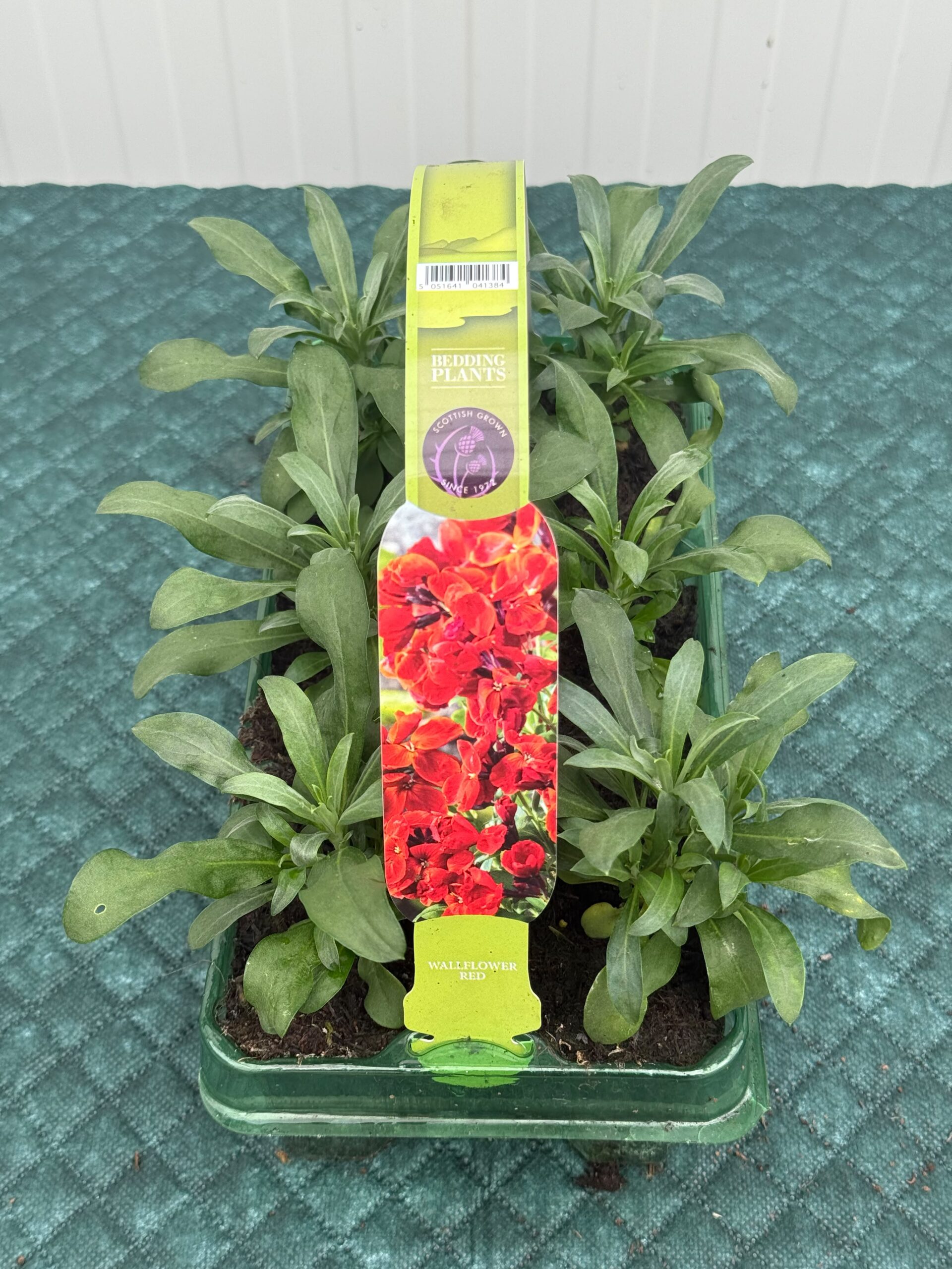 Picture of Wallflower Red