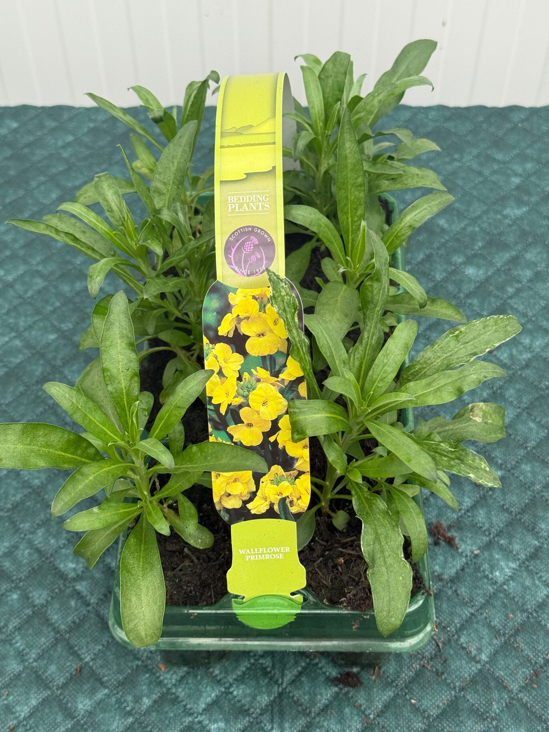 Picture of Wallflower Primrose