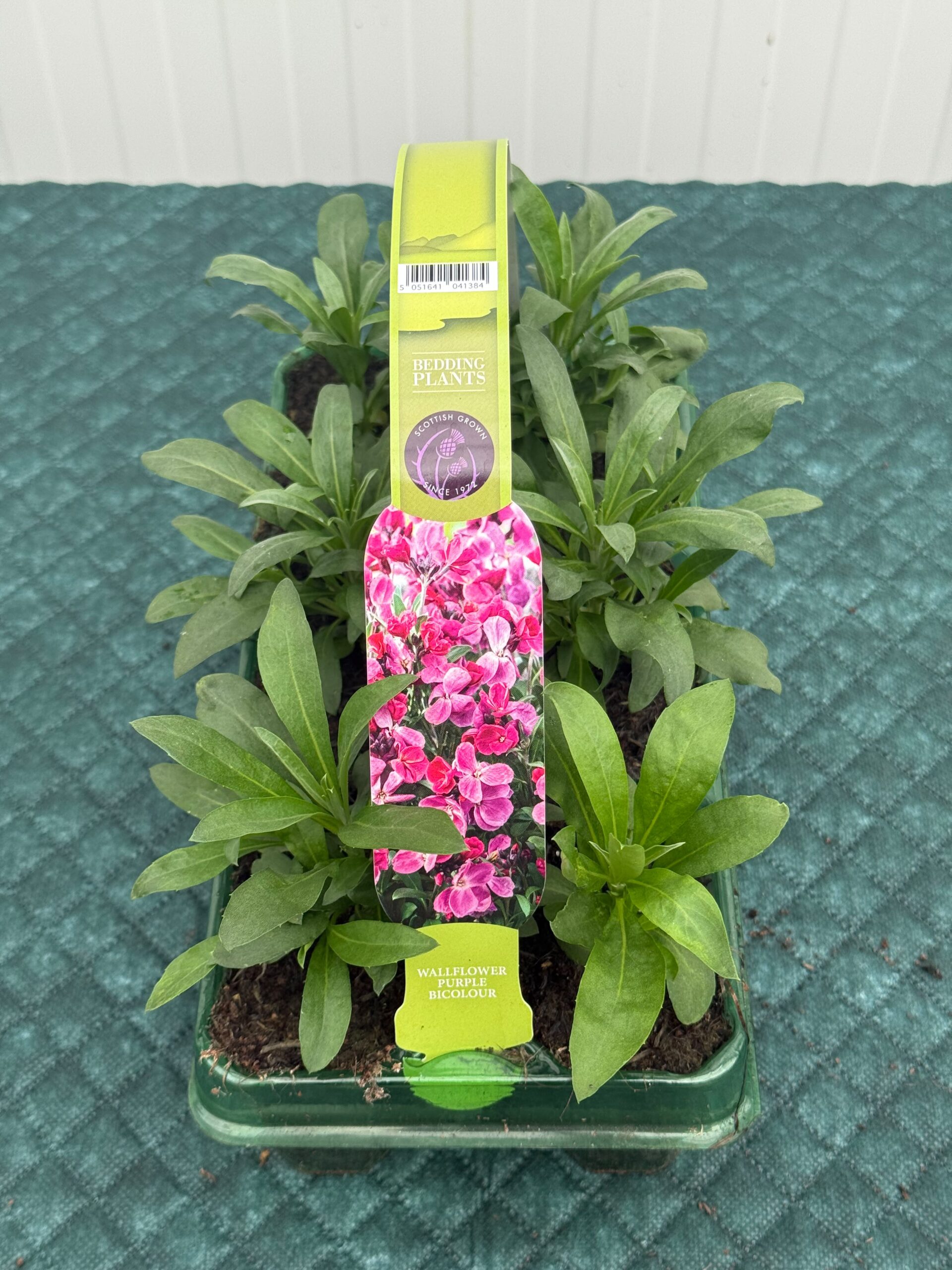 Picture of Wallflower Purple Bicolour