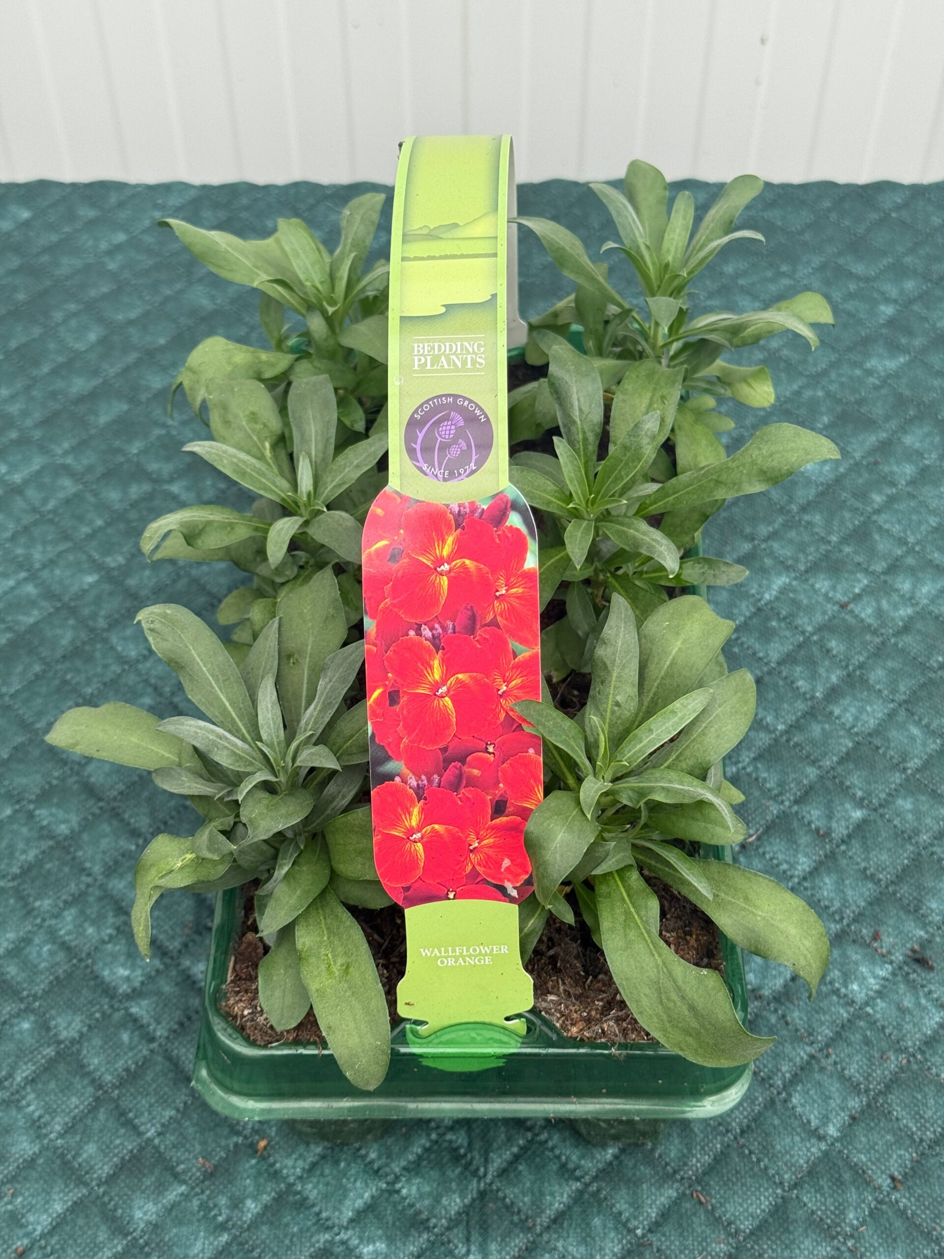 Picture of Wallflower Orange