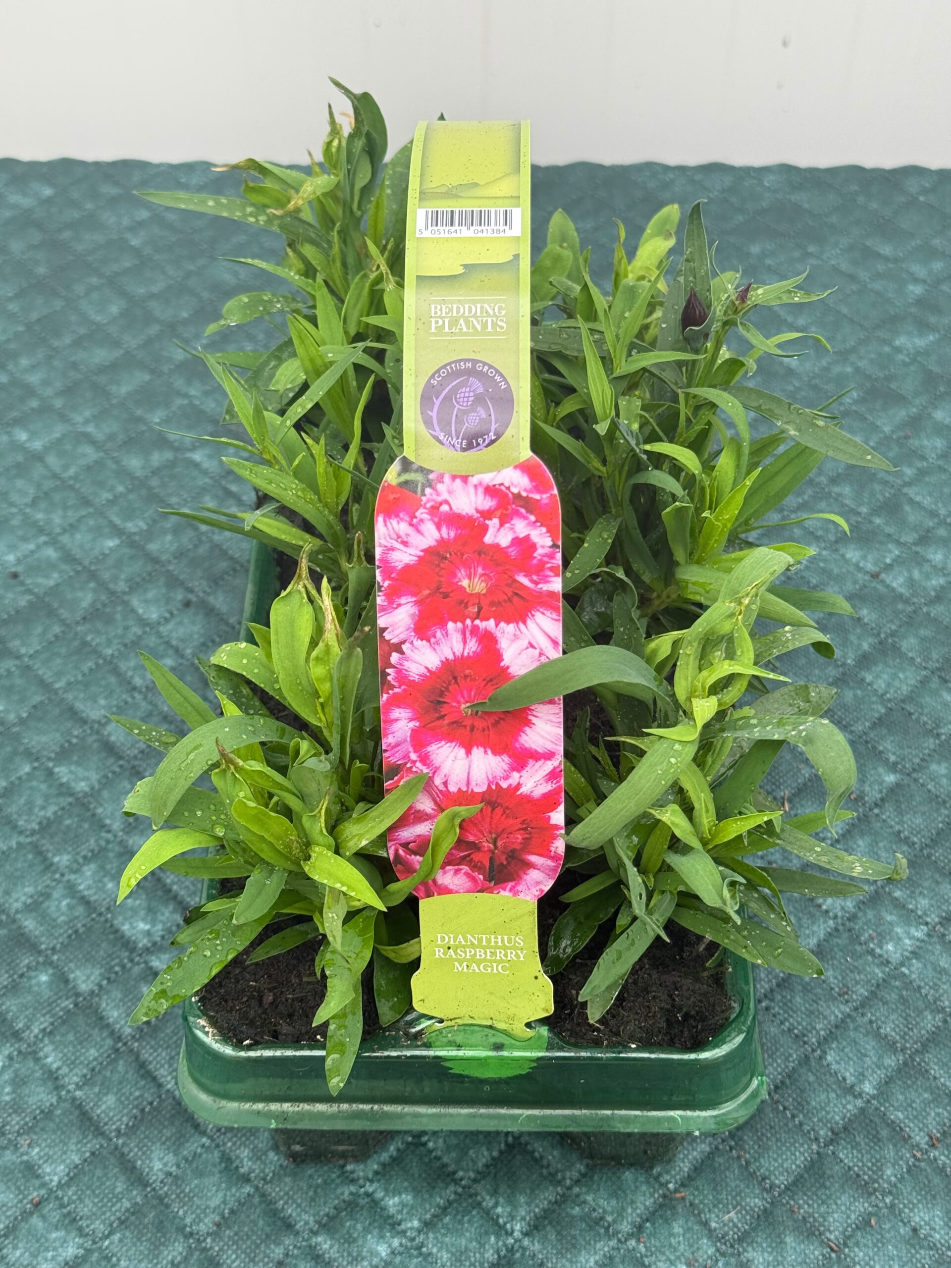 Picture of Dianthus Raspberry Magic