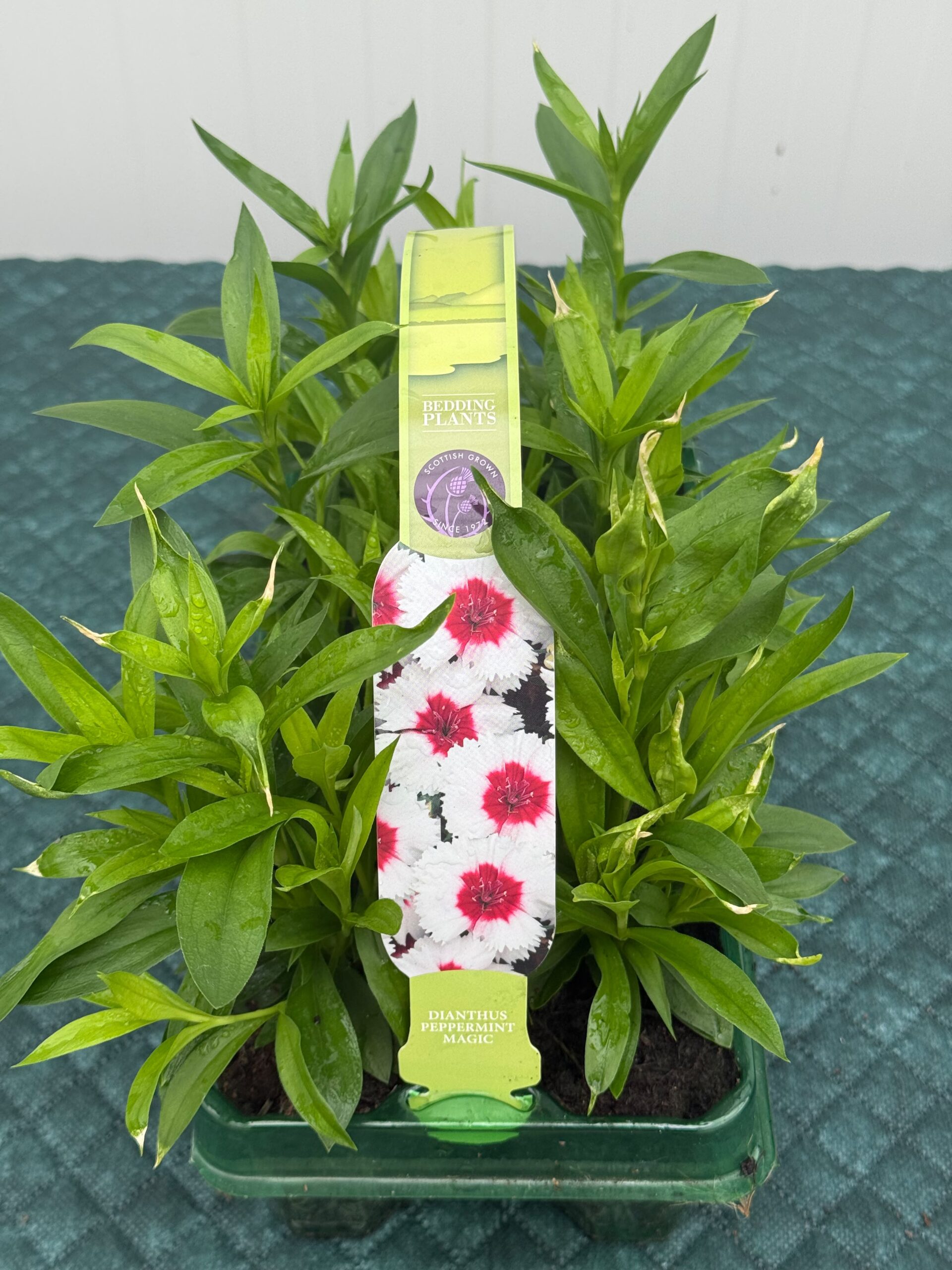 Picture of Dianthus Peppermint Magic
