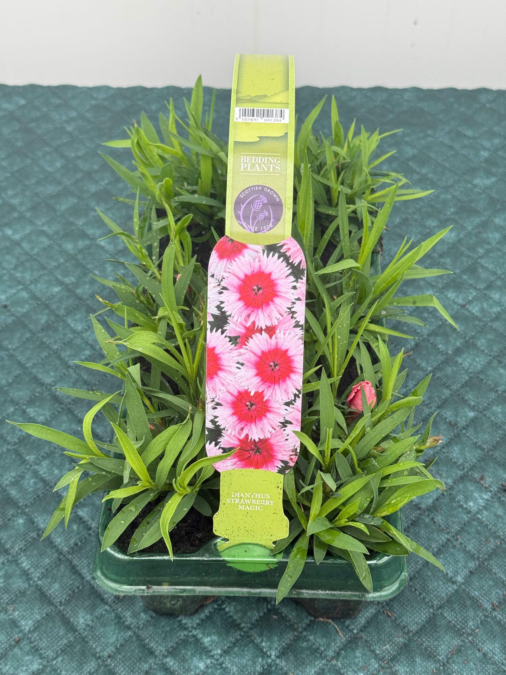 Picture of Dianthus Sweet William