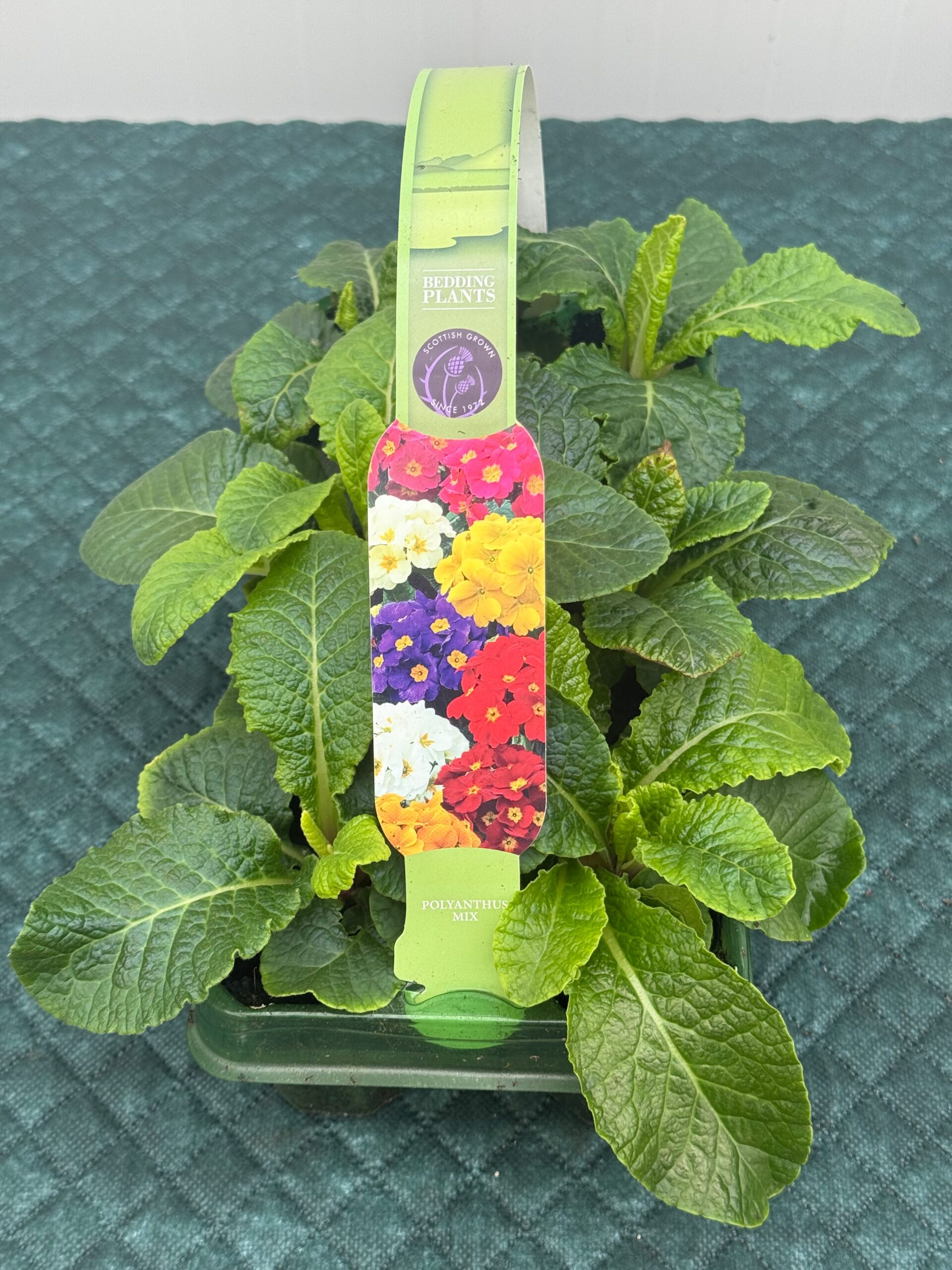 Picture of Polyanthus Mix