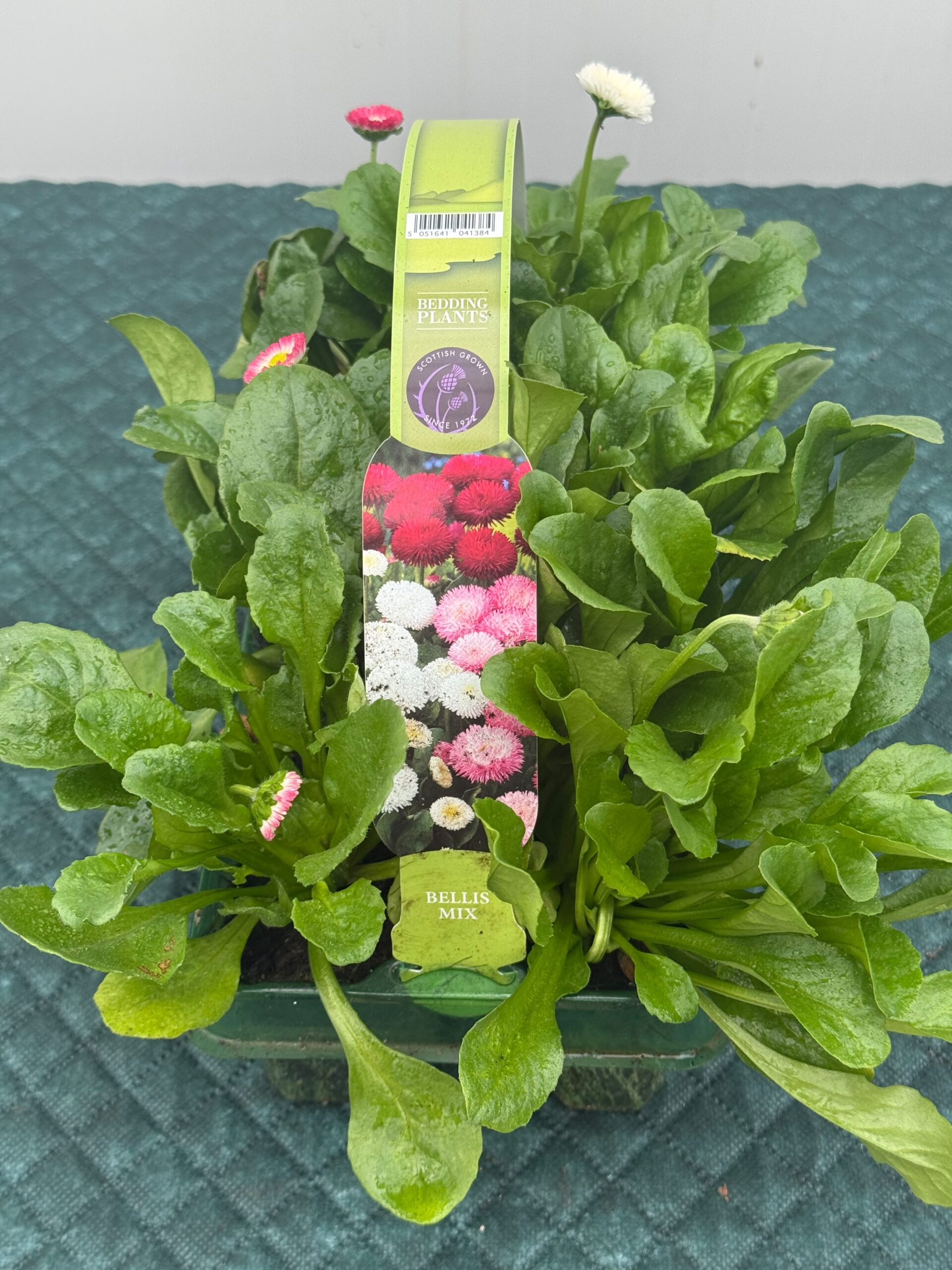 Picture of Bellis Mix