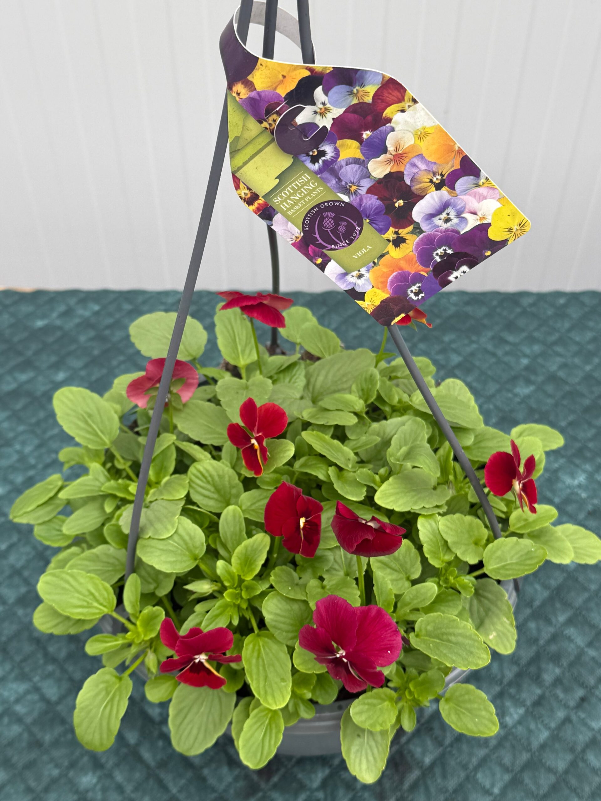 Picture of Viola Hanging Basket - Red